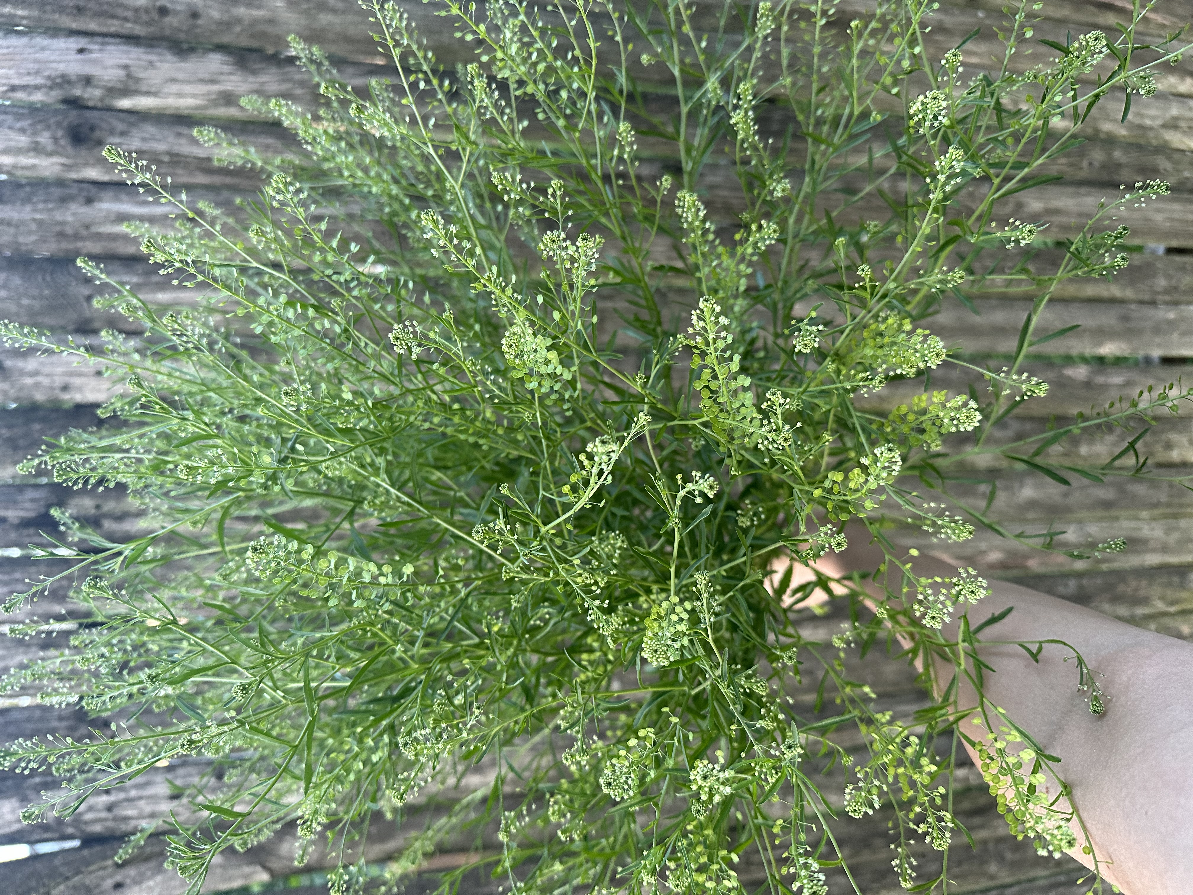 Cress - Lepidium ruderale