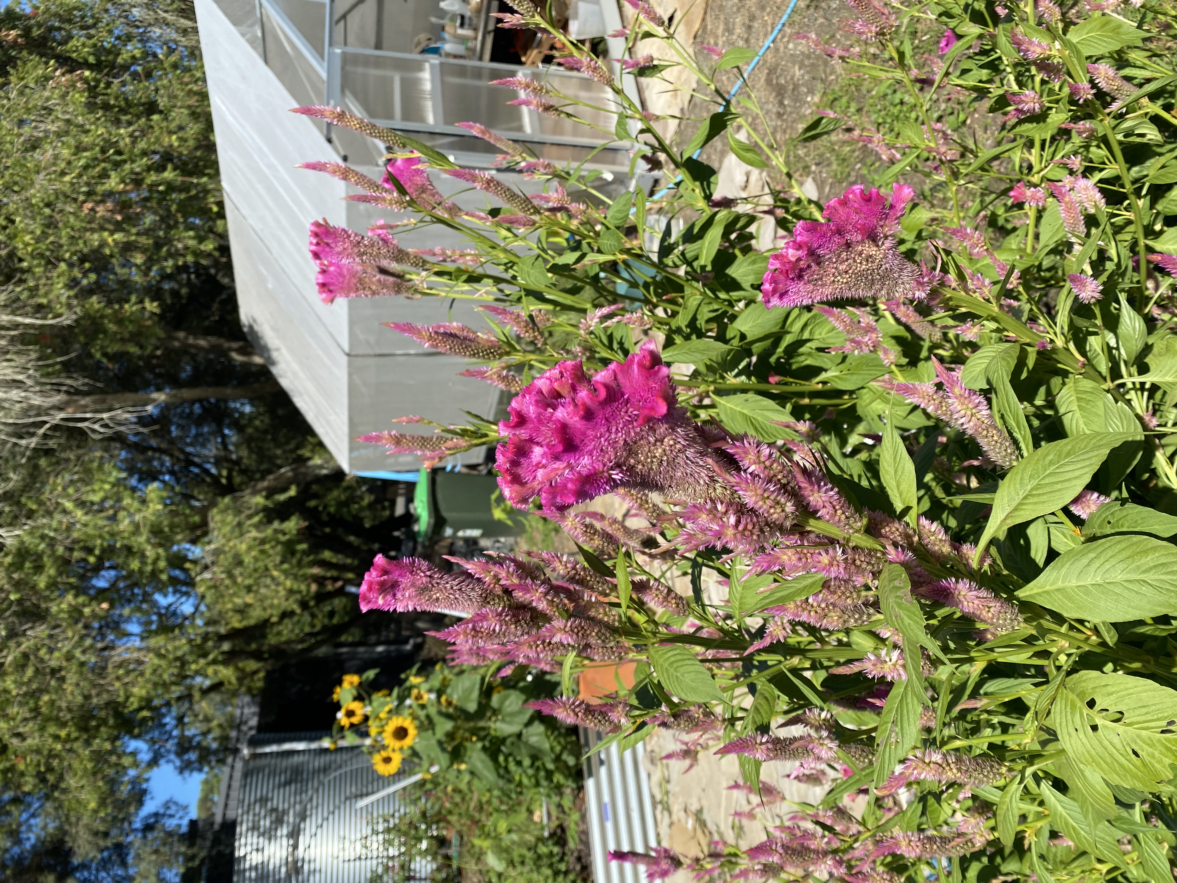 Celosia cocks comb