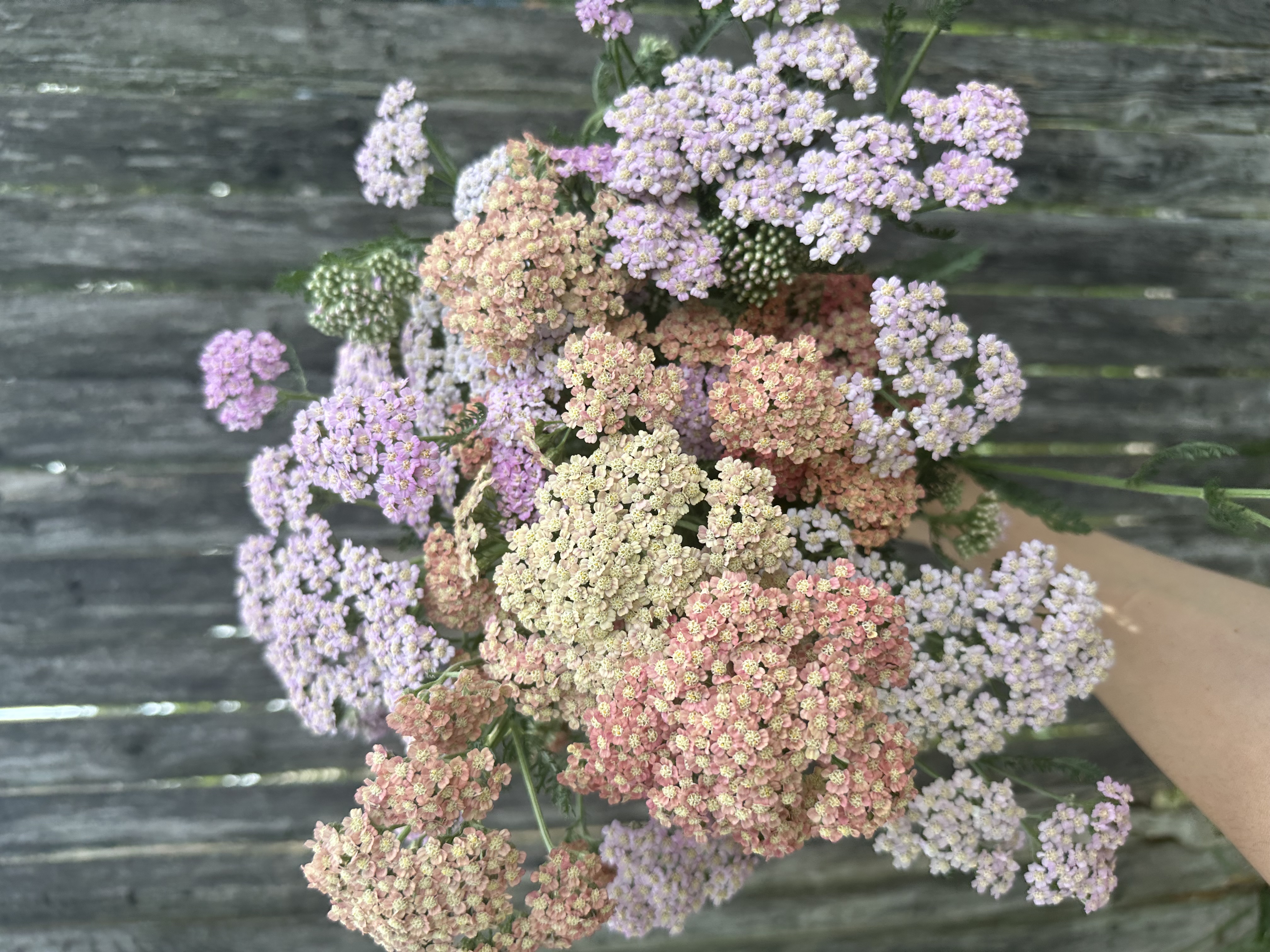 Yarrow - Achillea millefolium