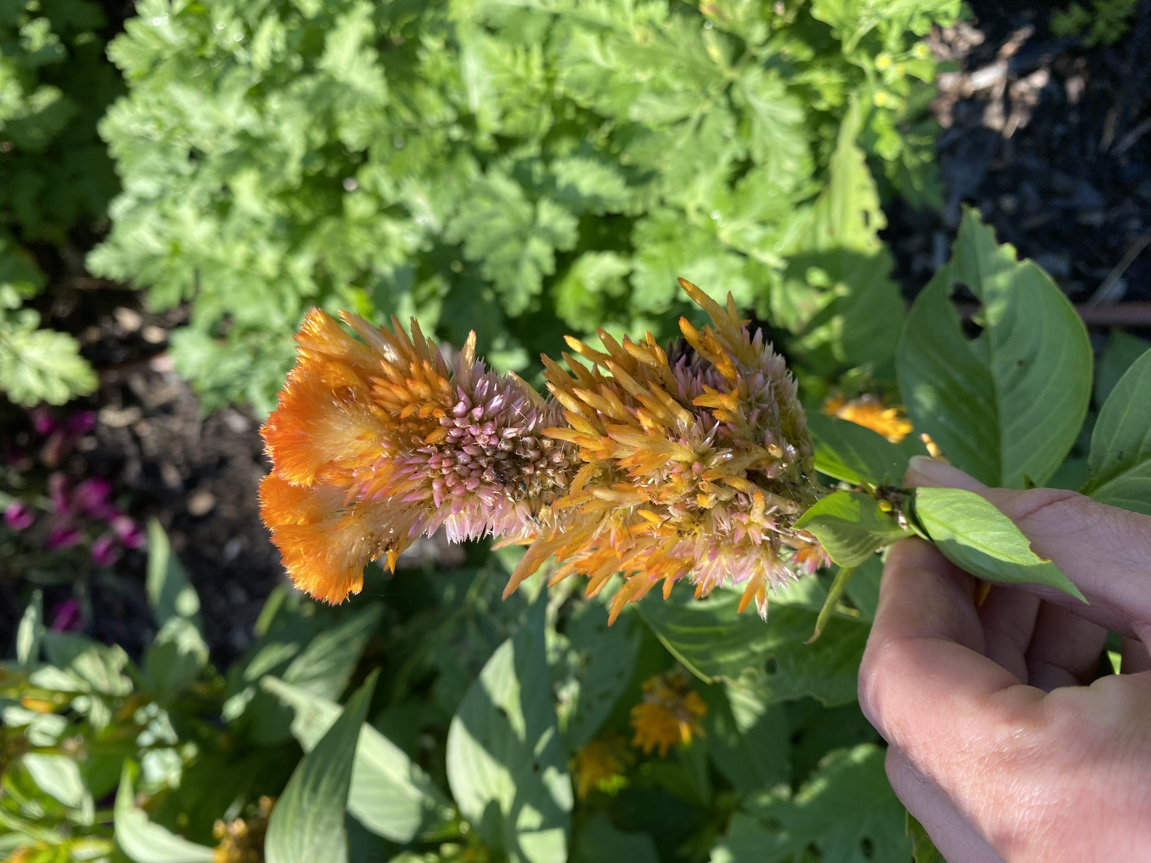 Celosia Texas Plume