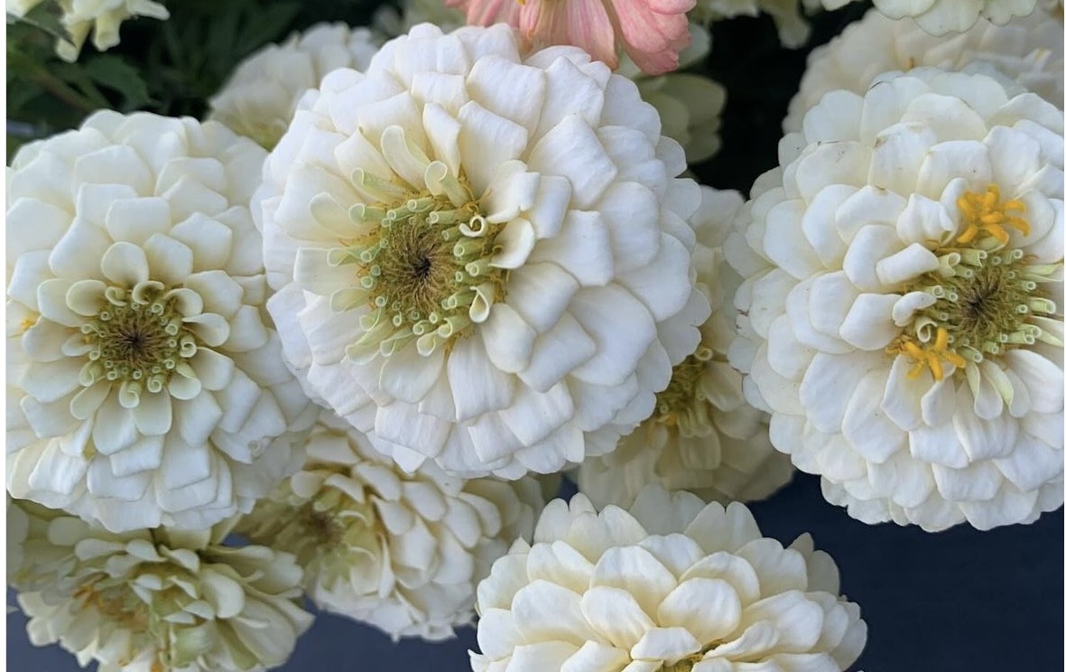 Zinnia