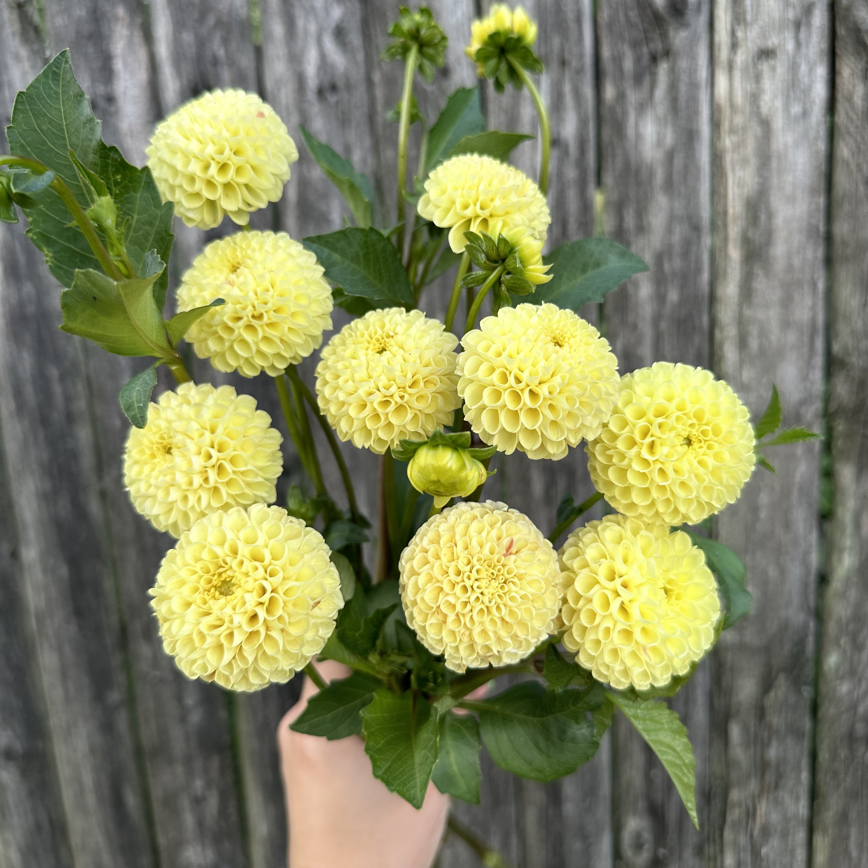 Dahlia