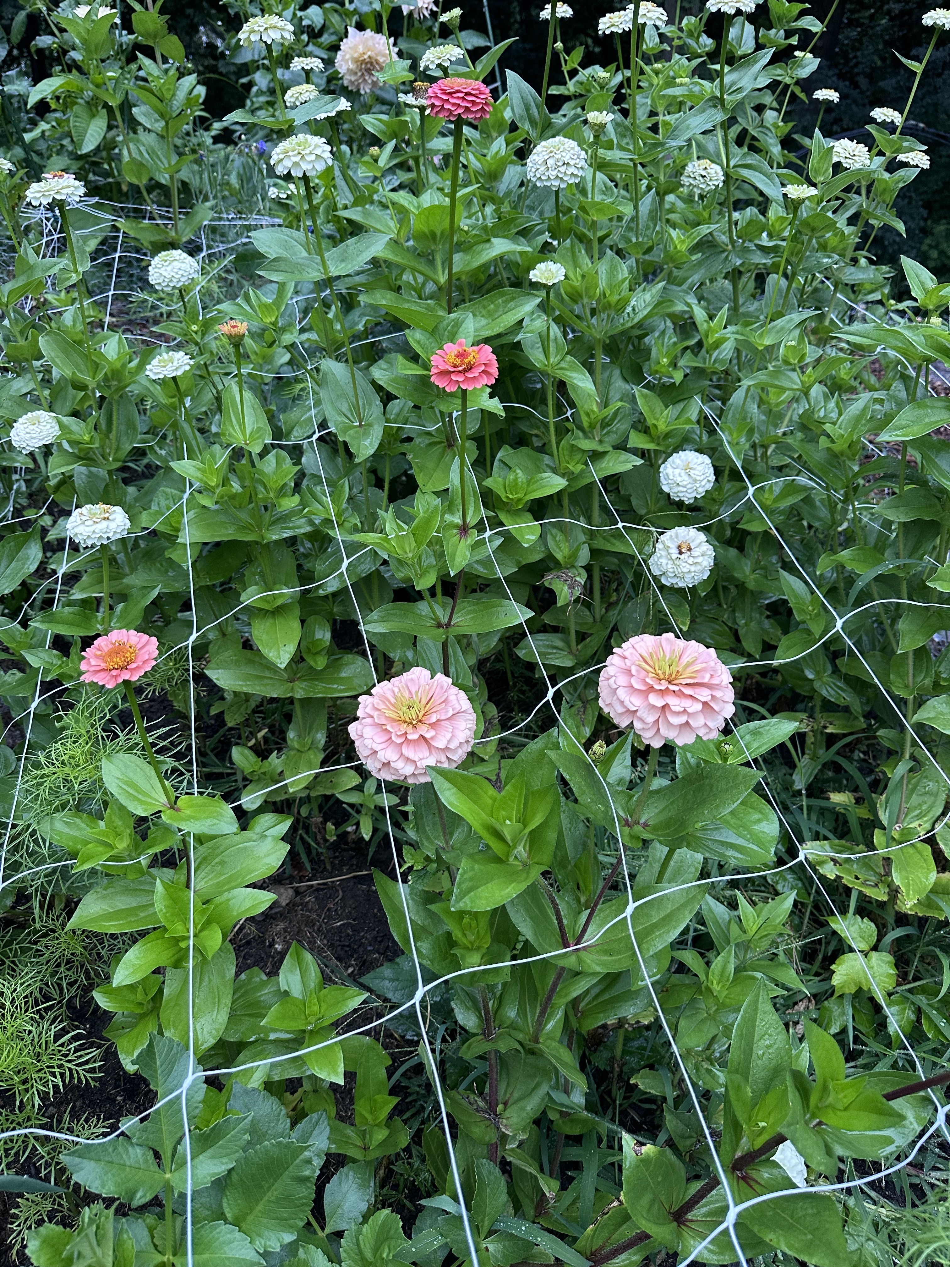 Zinnia