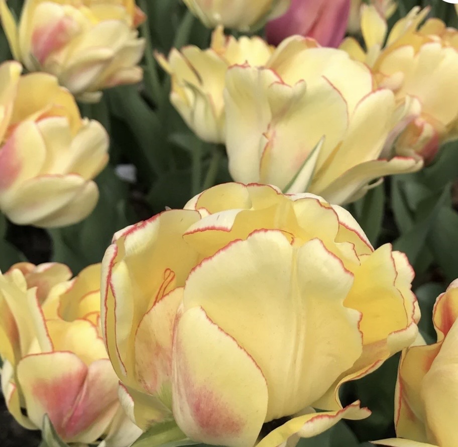 Tulip