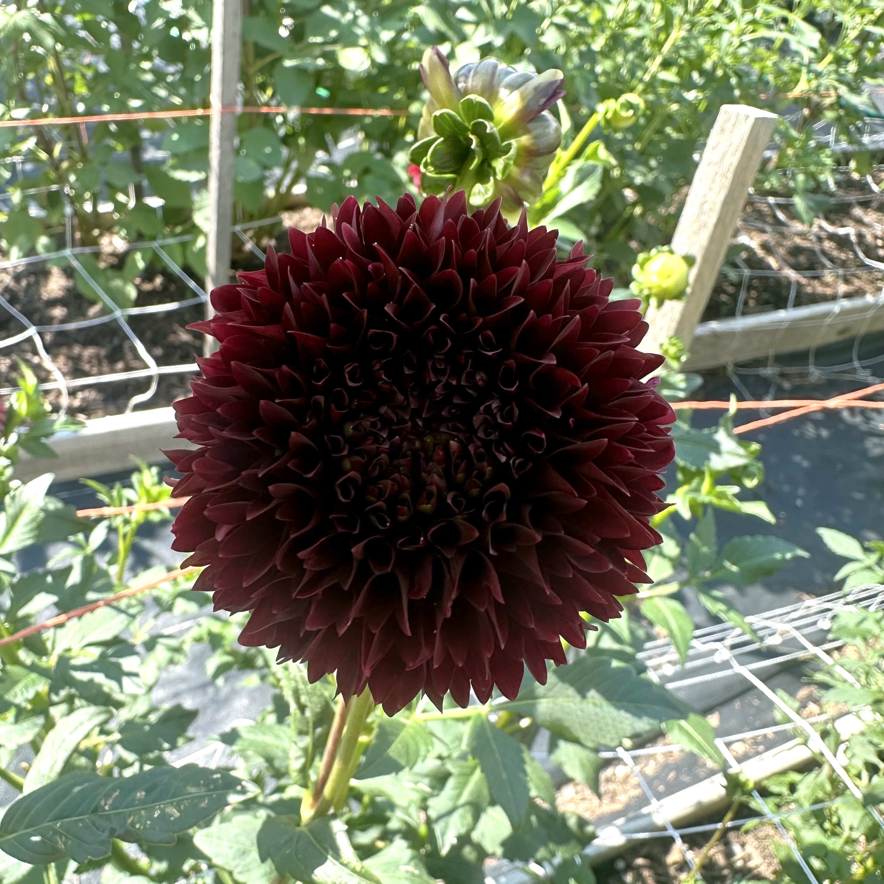 Dahlia