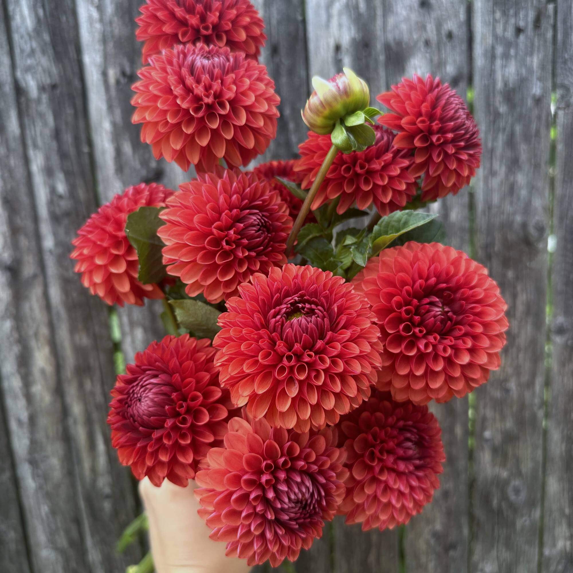 Dahlia