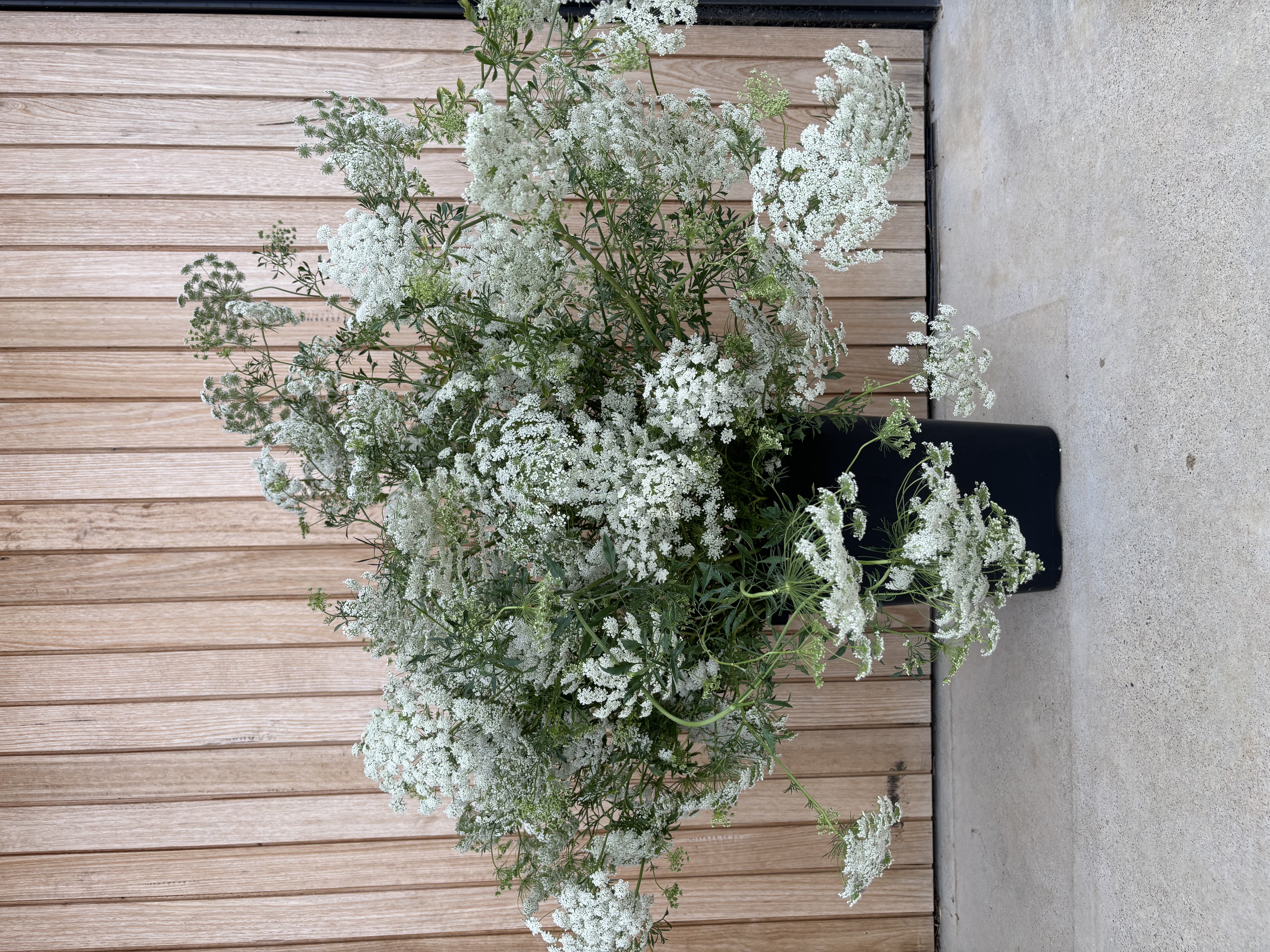 Queen Anne’s Lace
