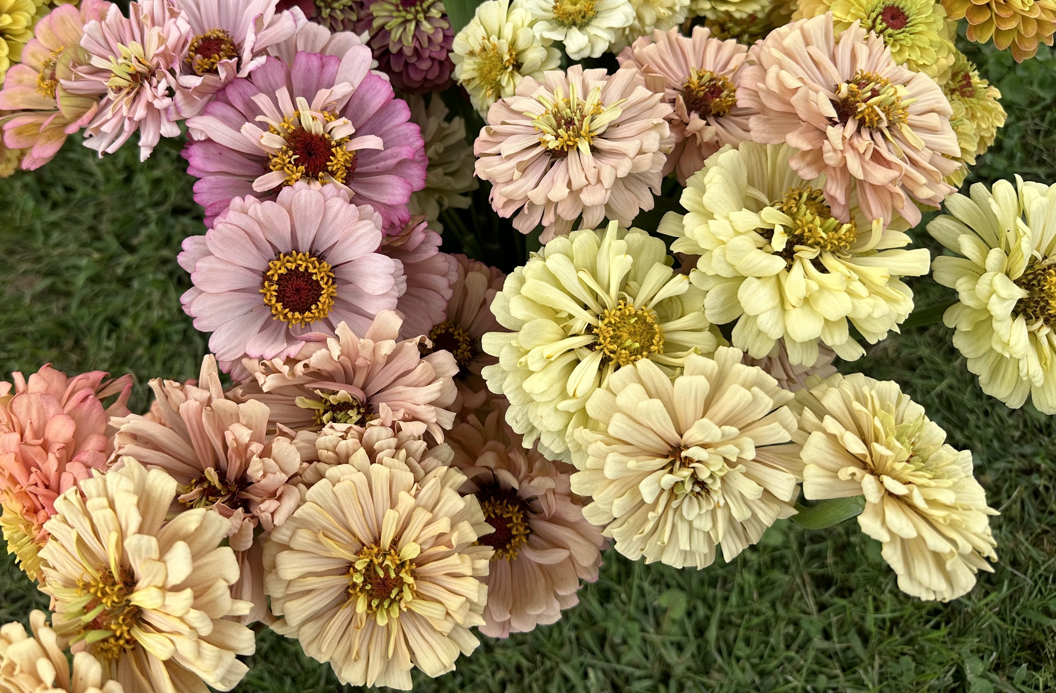 Zinnia