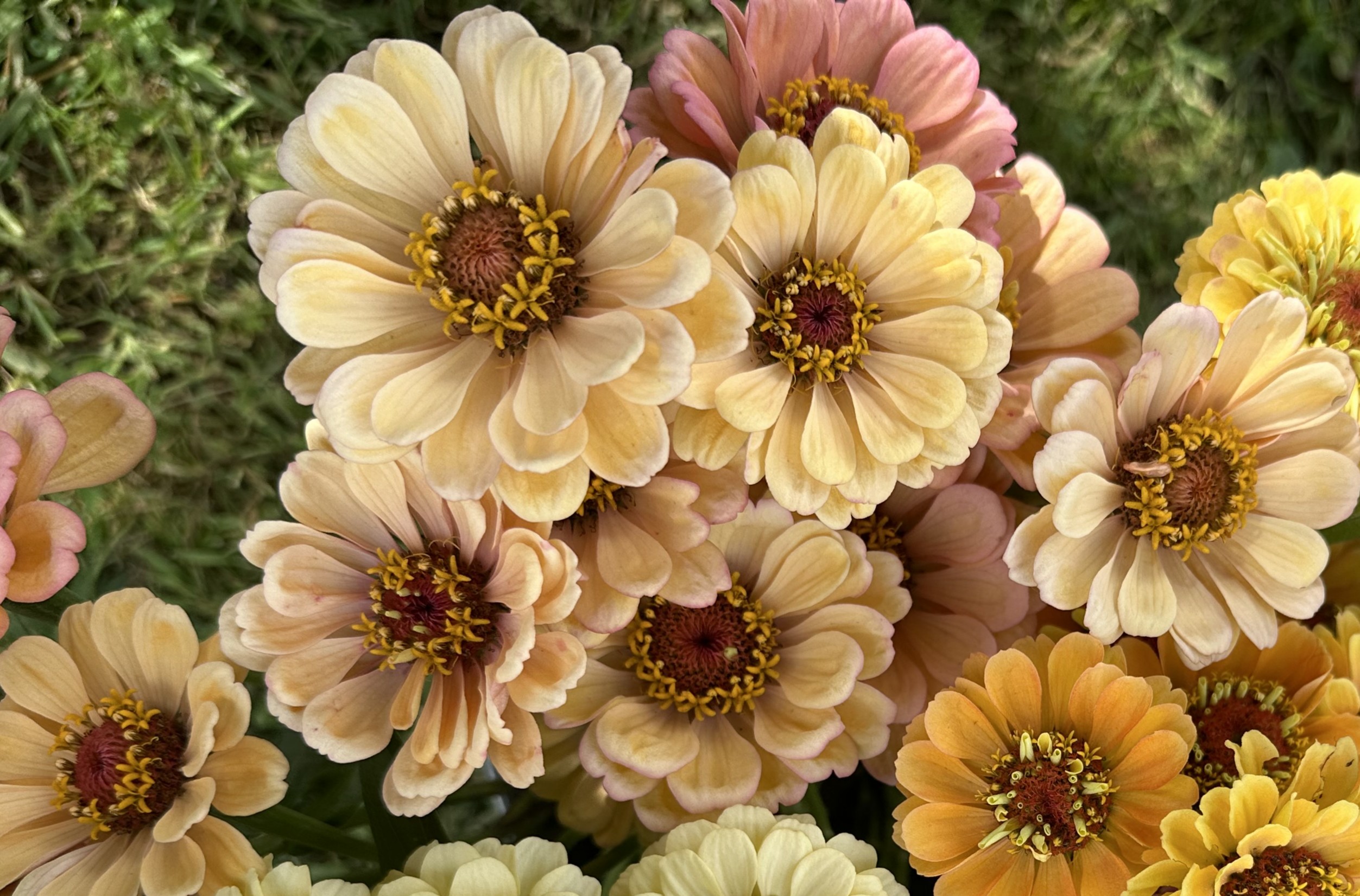 Zinnia