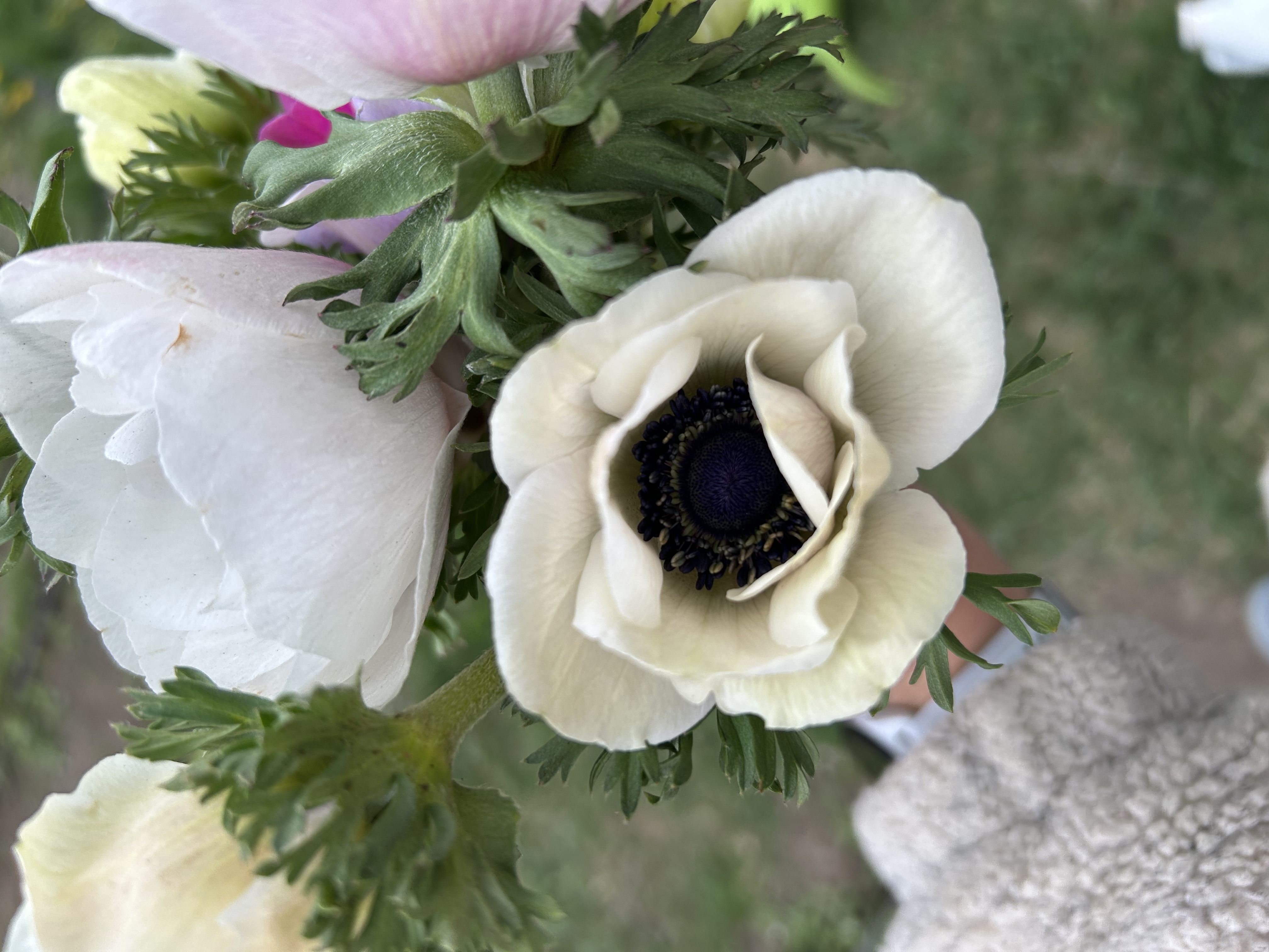 Anemone