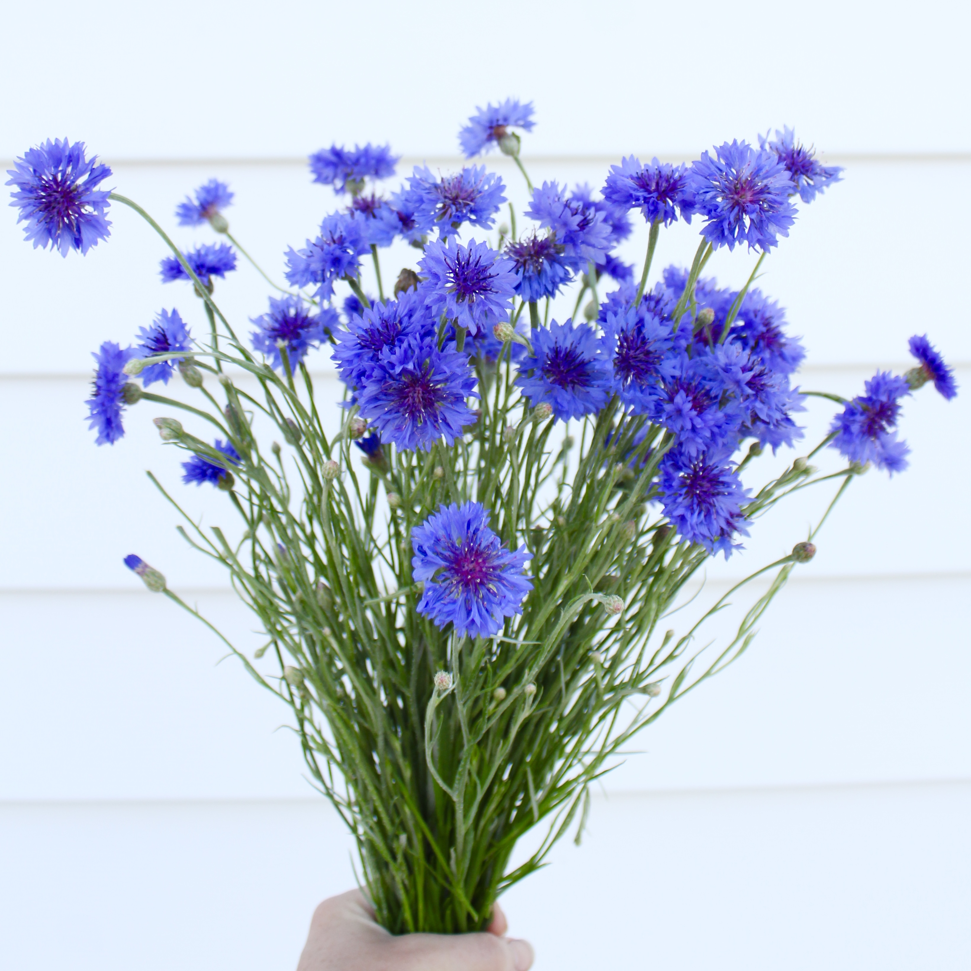 Cornflower
