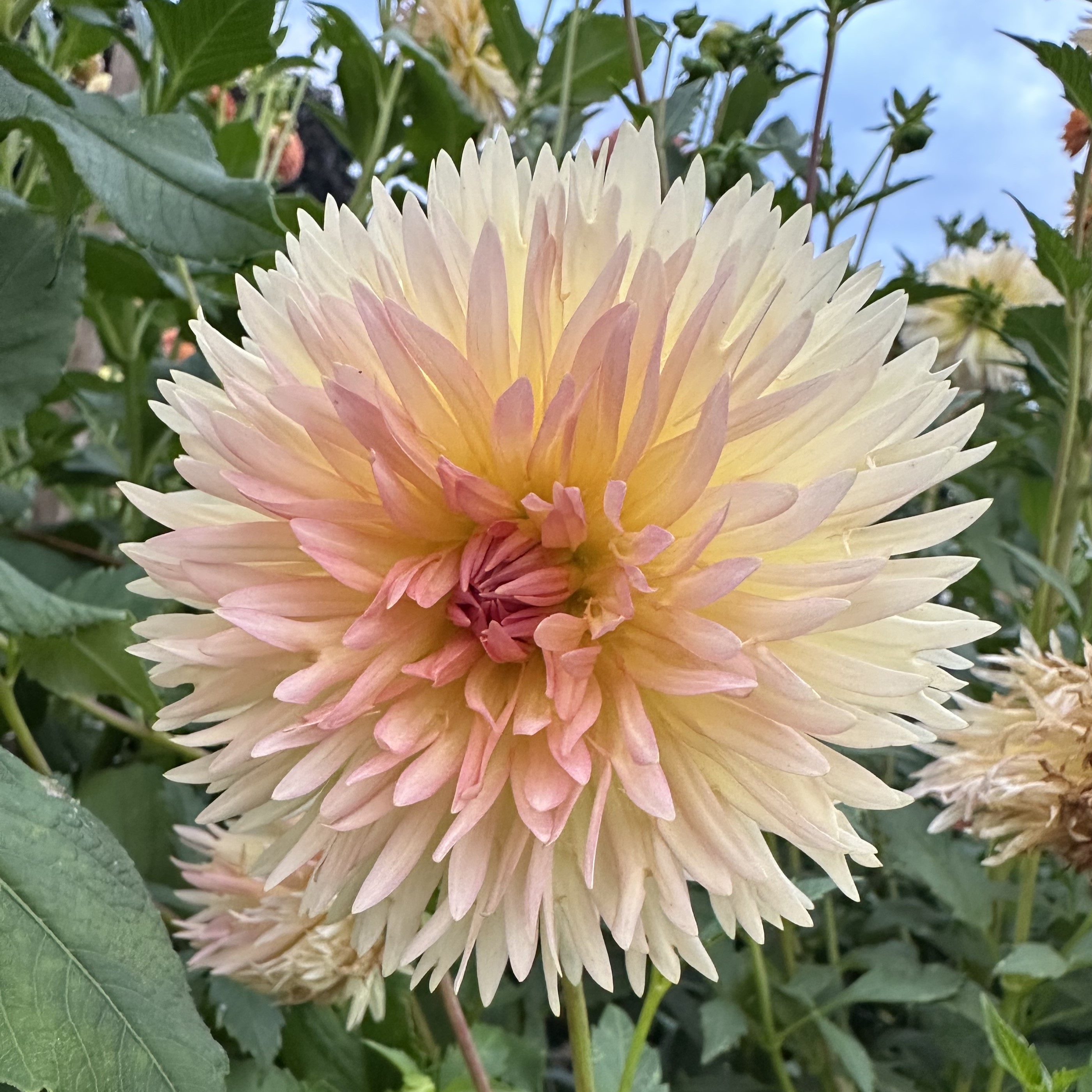 Dahlia