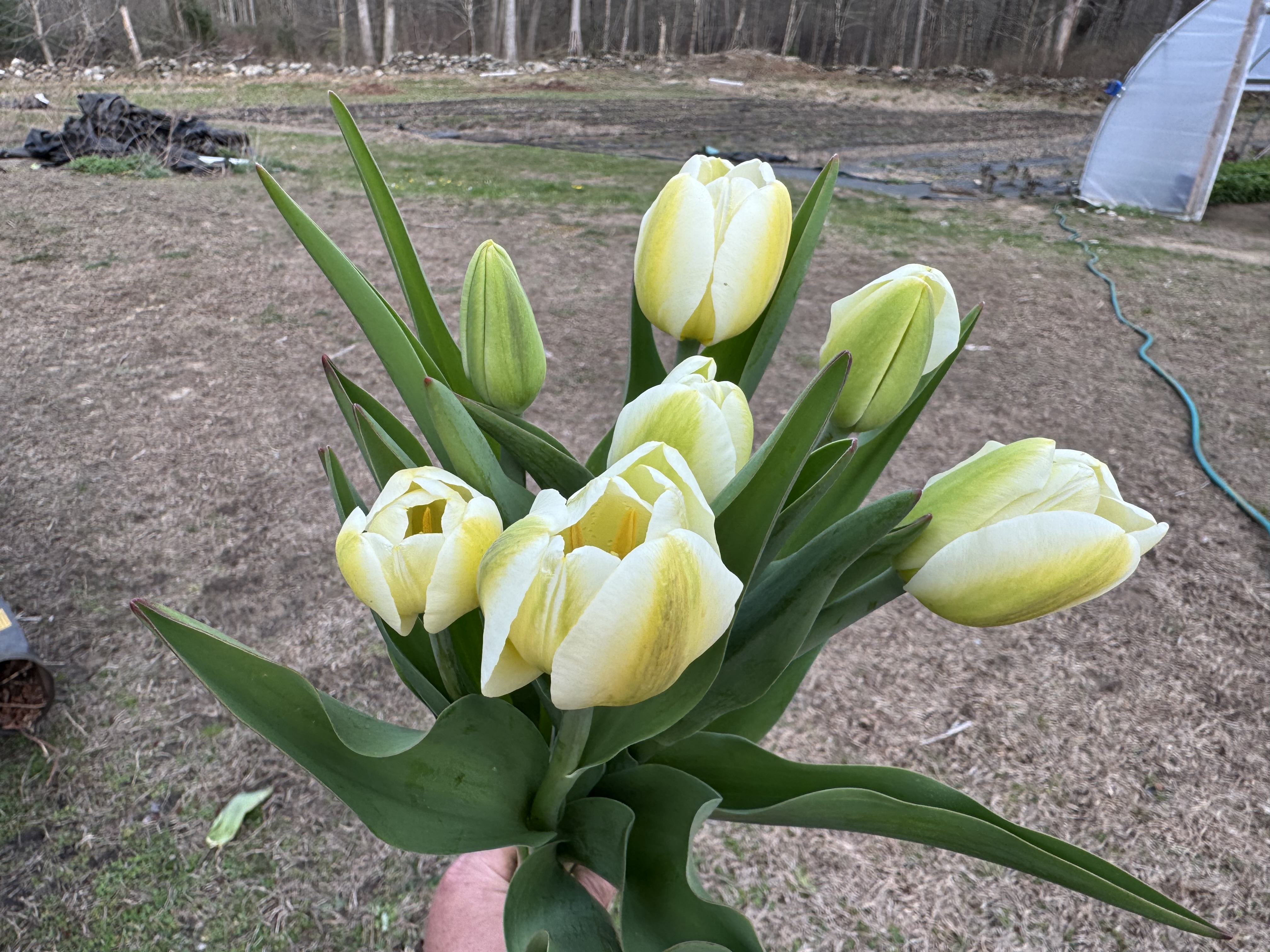 Tulip