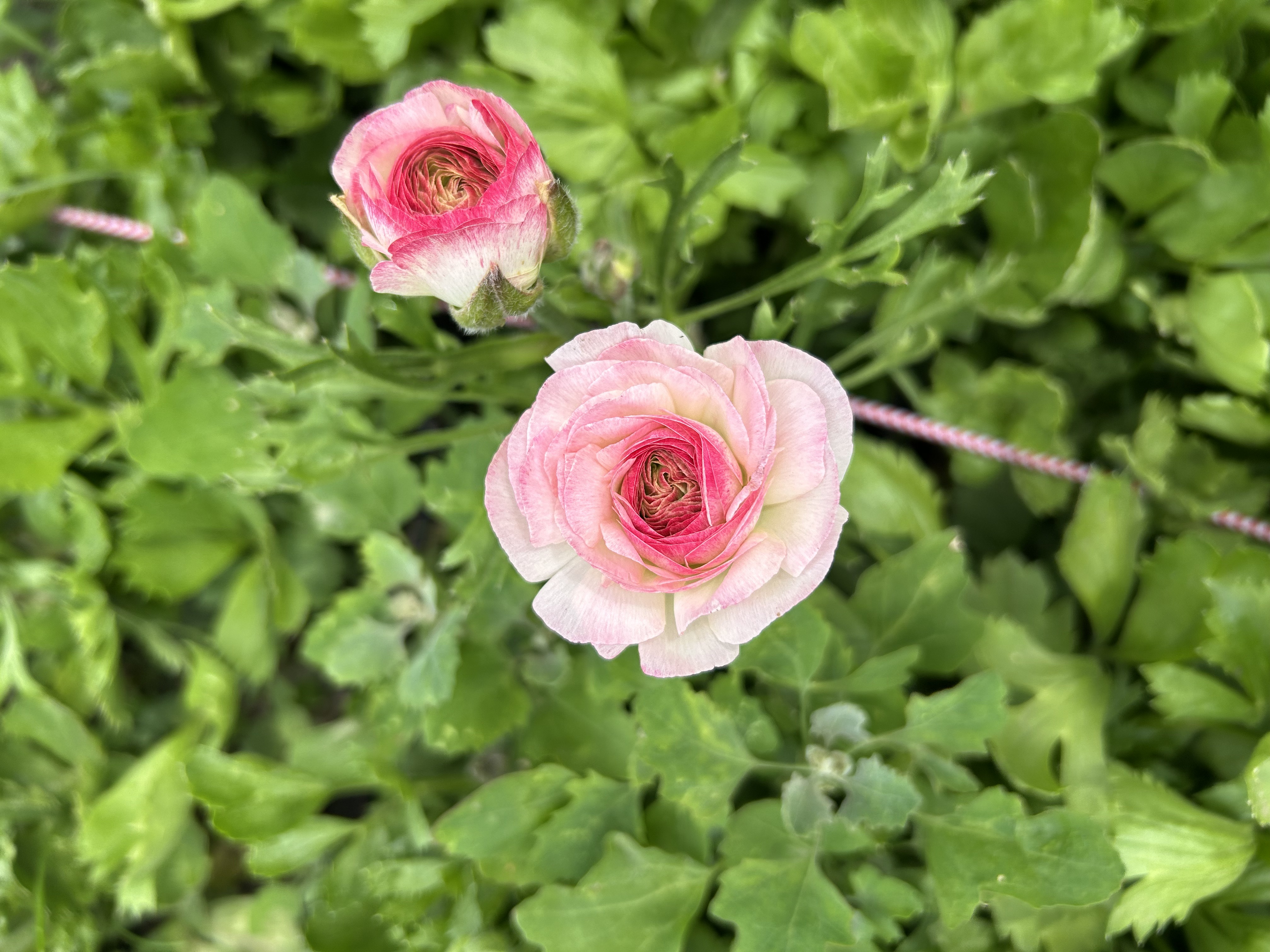 Ranunculus