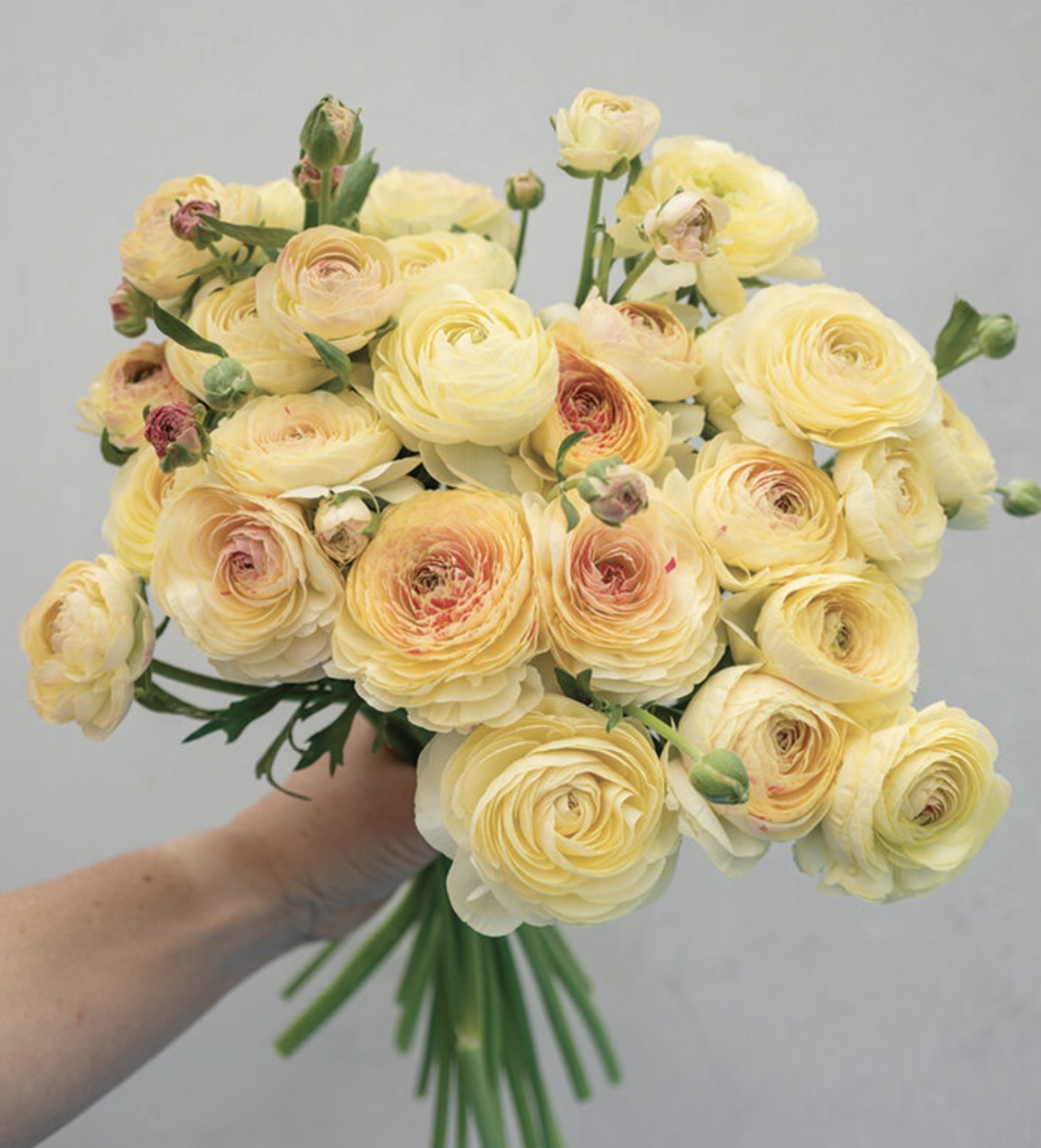 Ranunculus 