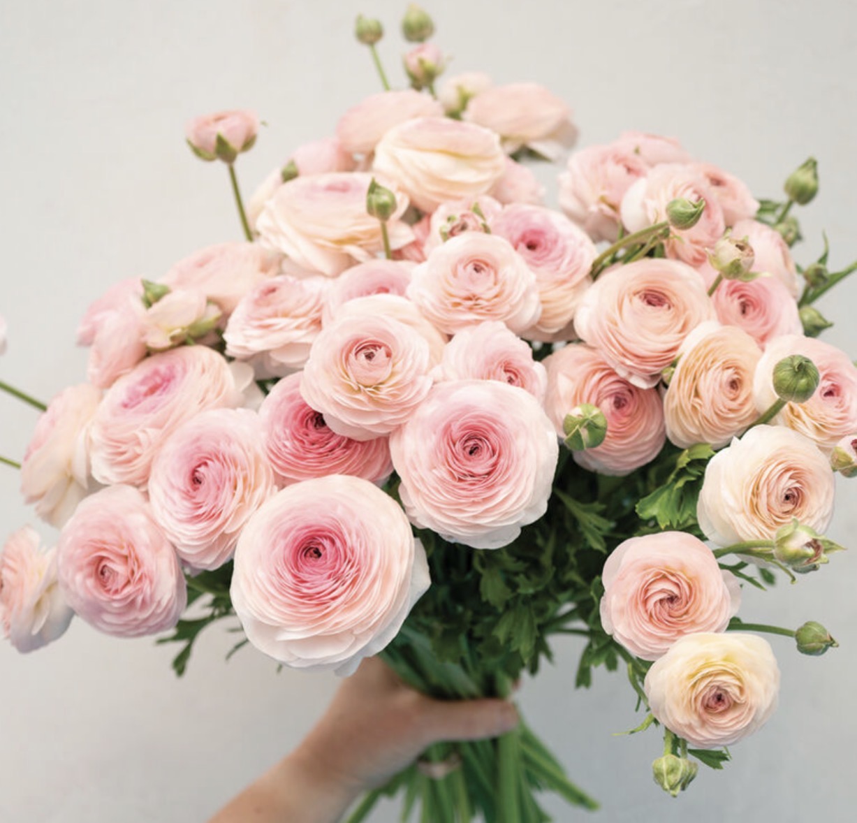 Ranunculus 