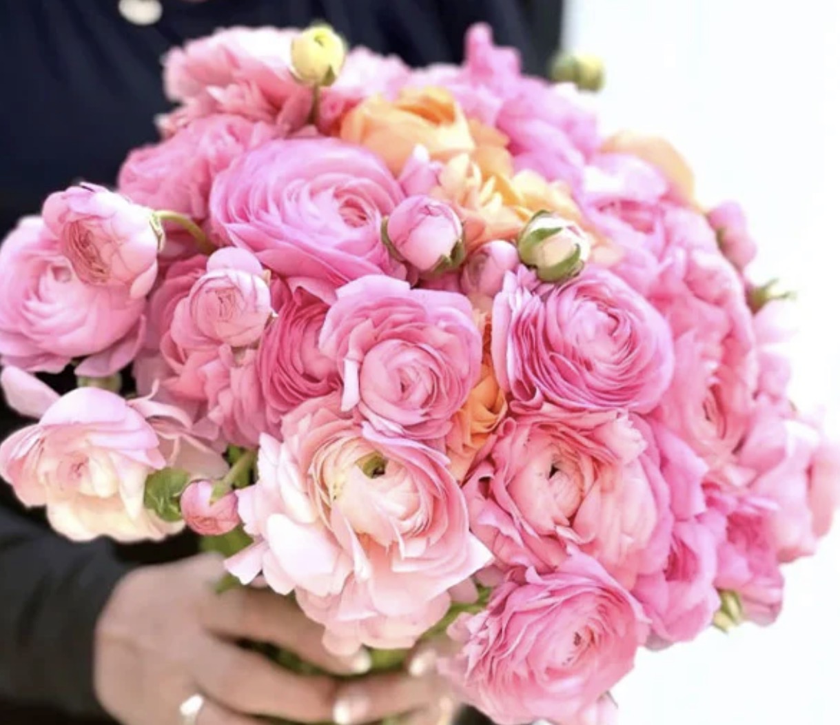 Ranunculus 