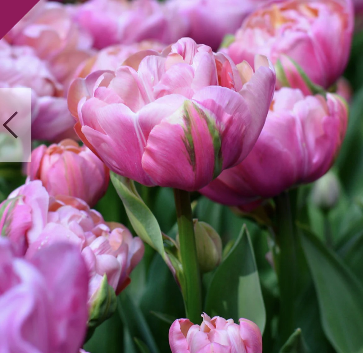 Tulip (Double)