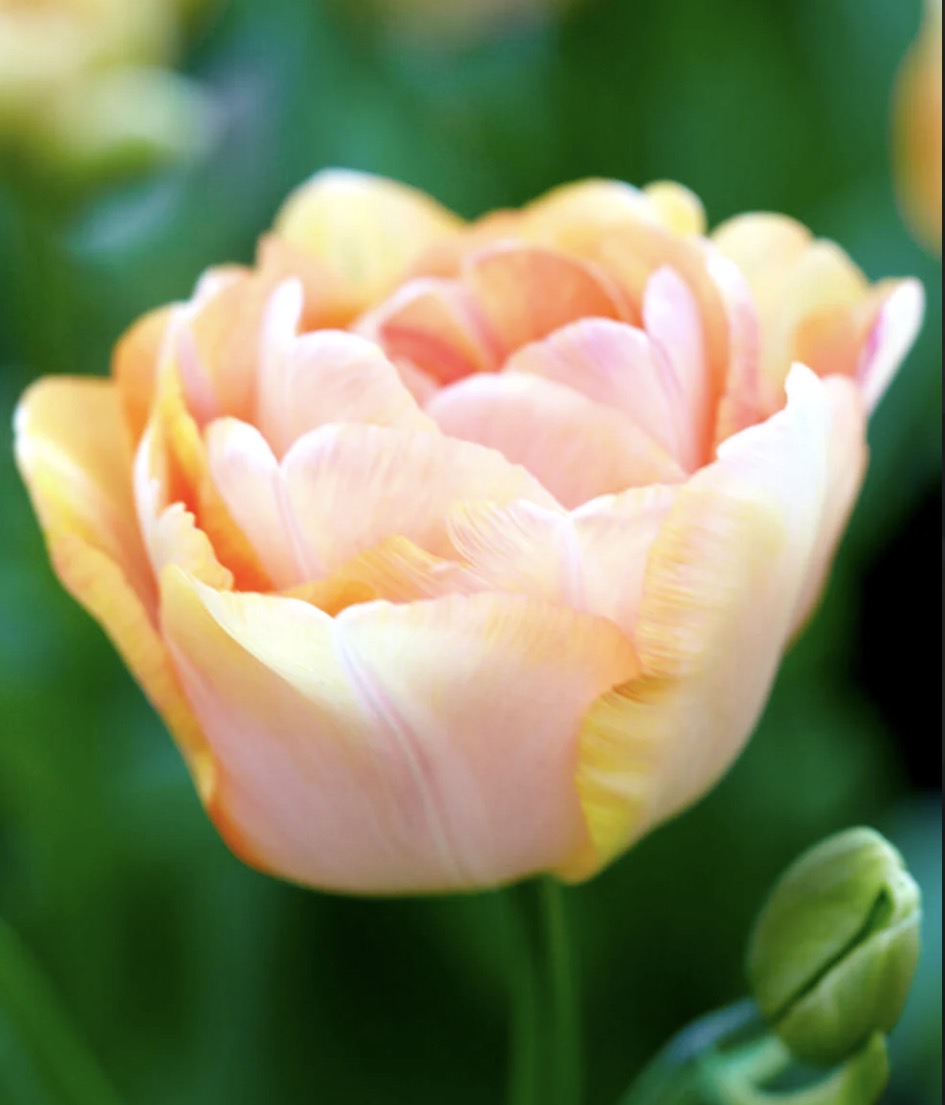 Tulip (Double)