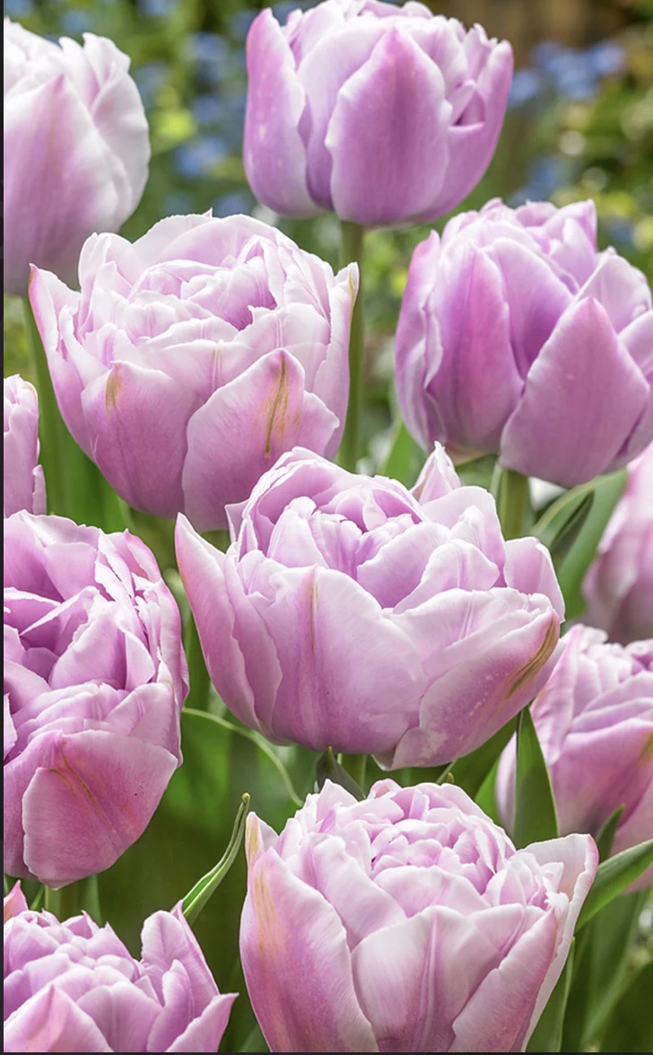 Tulip (Double)