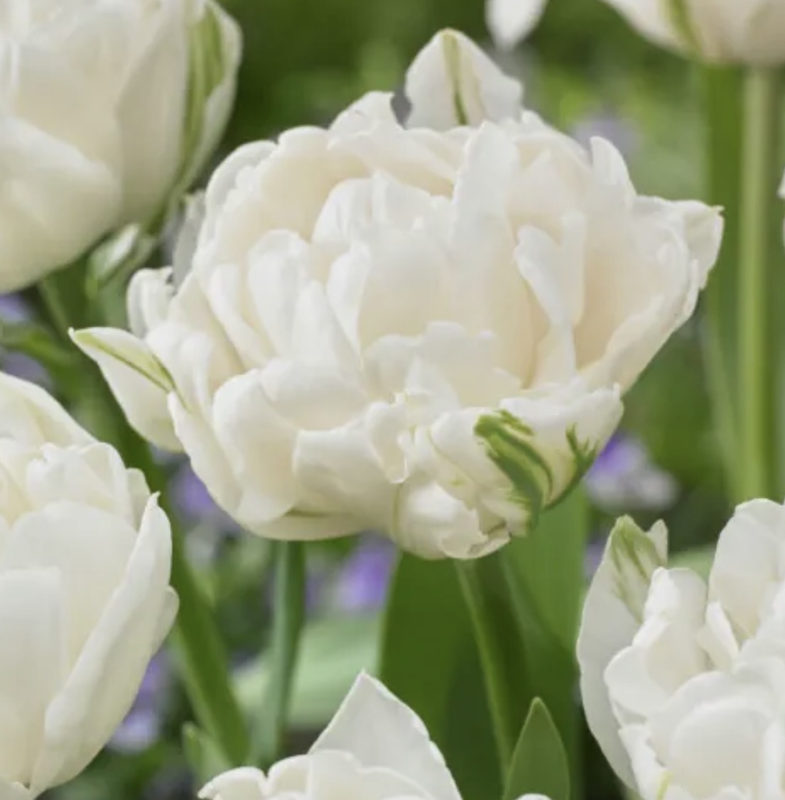 Tulip (Double)