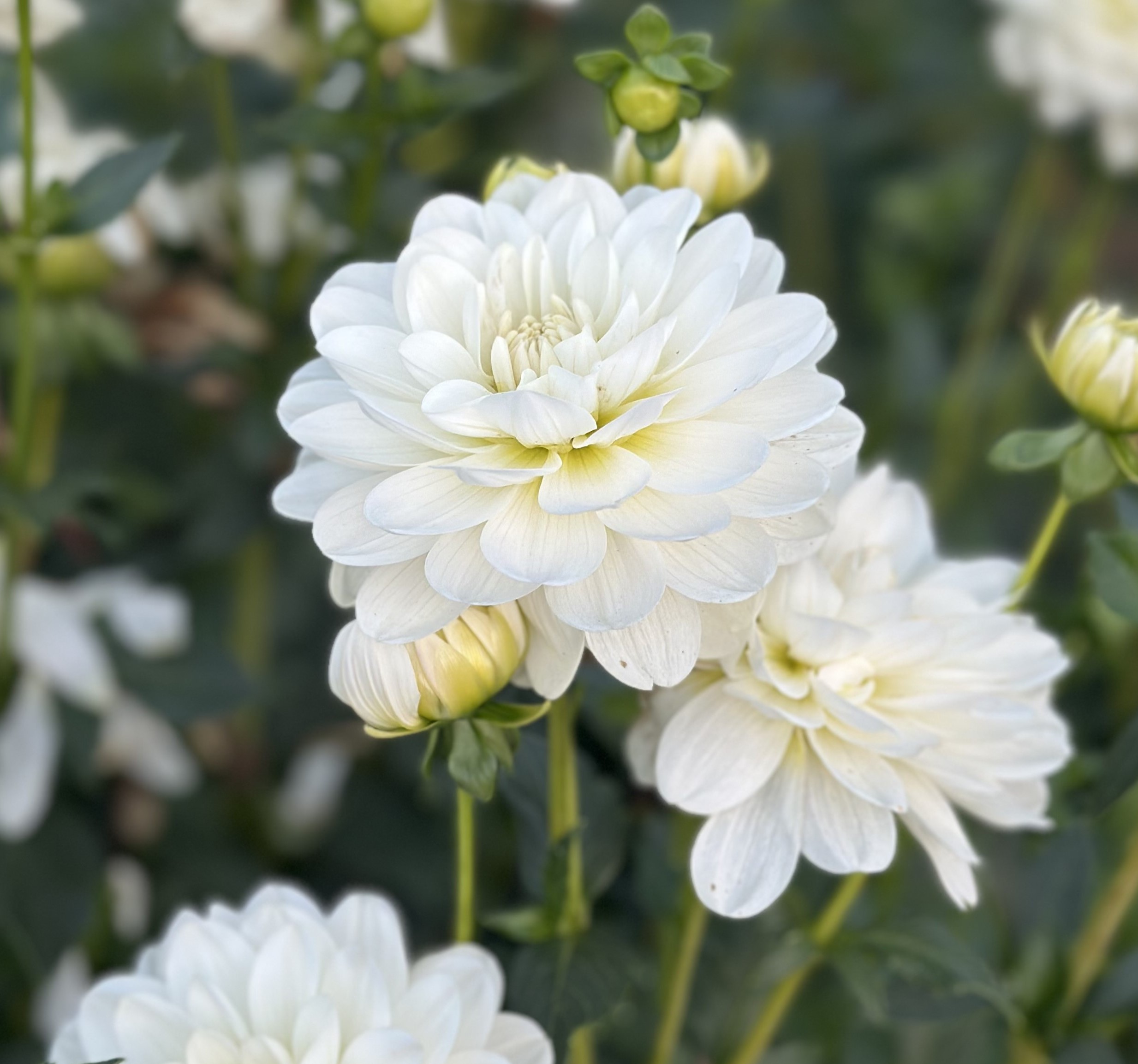 Dahlia