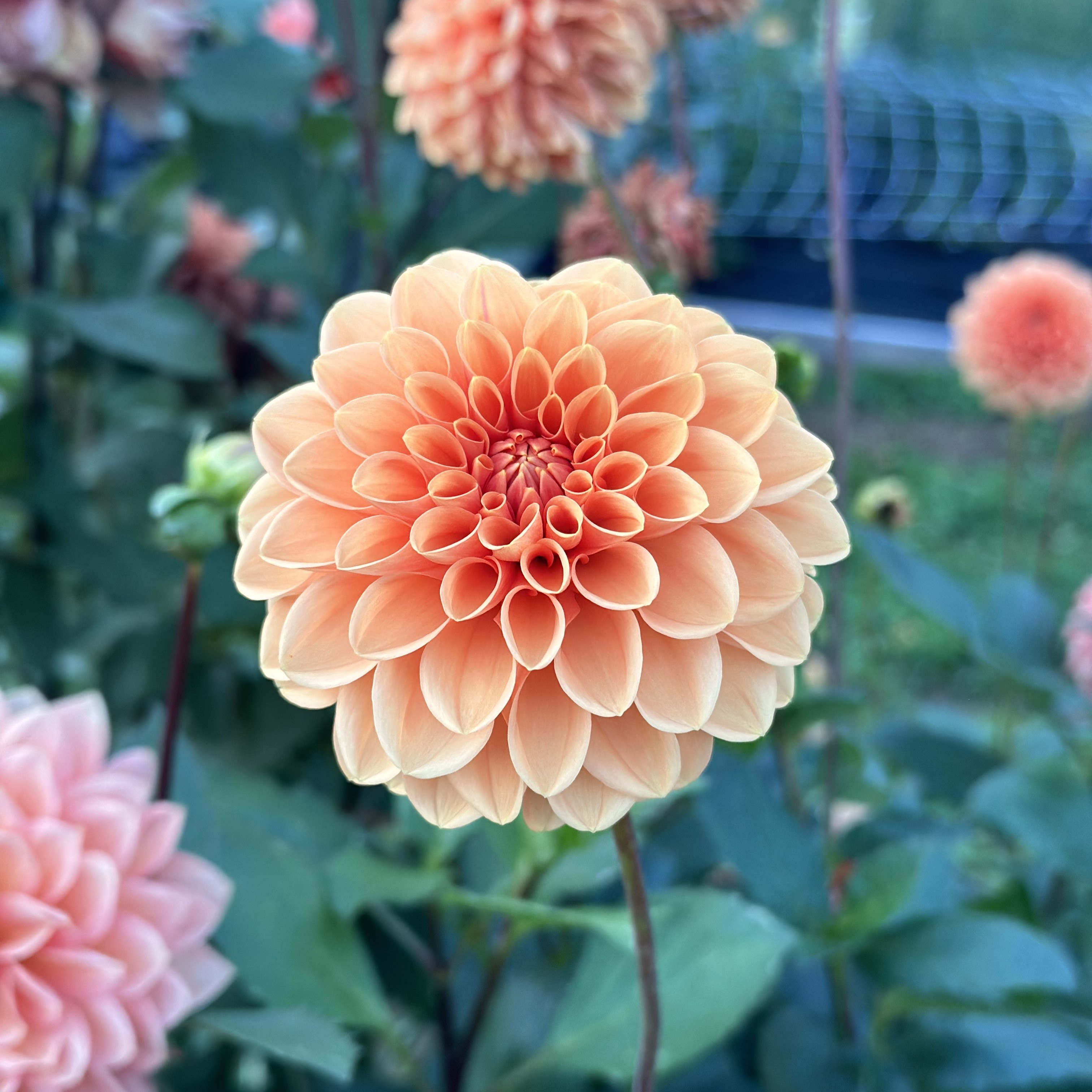 Dahlia
