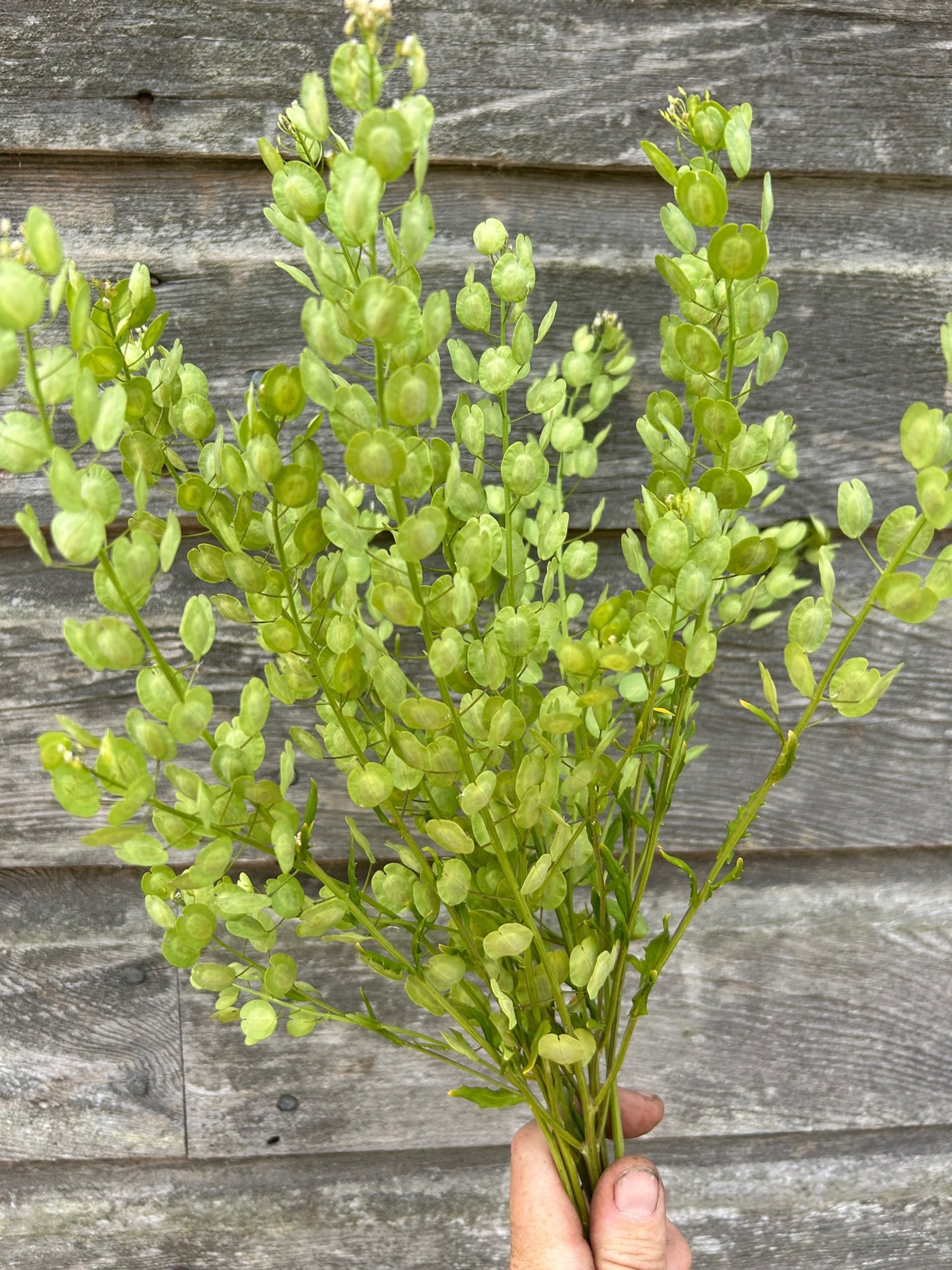 Field Pennycress