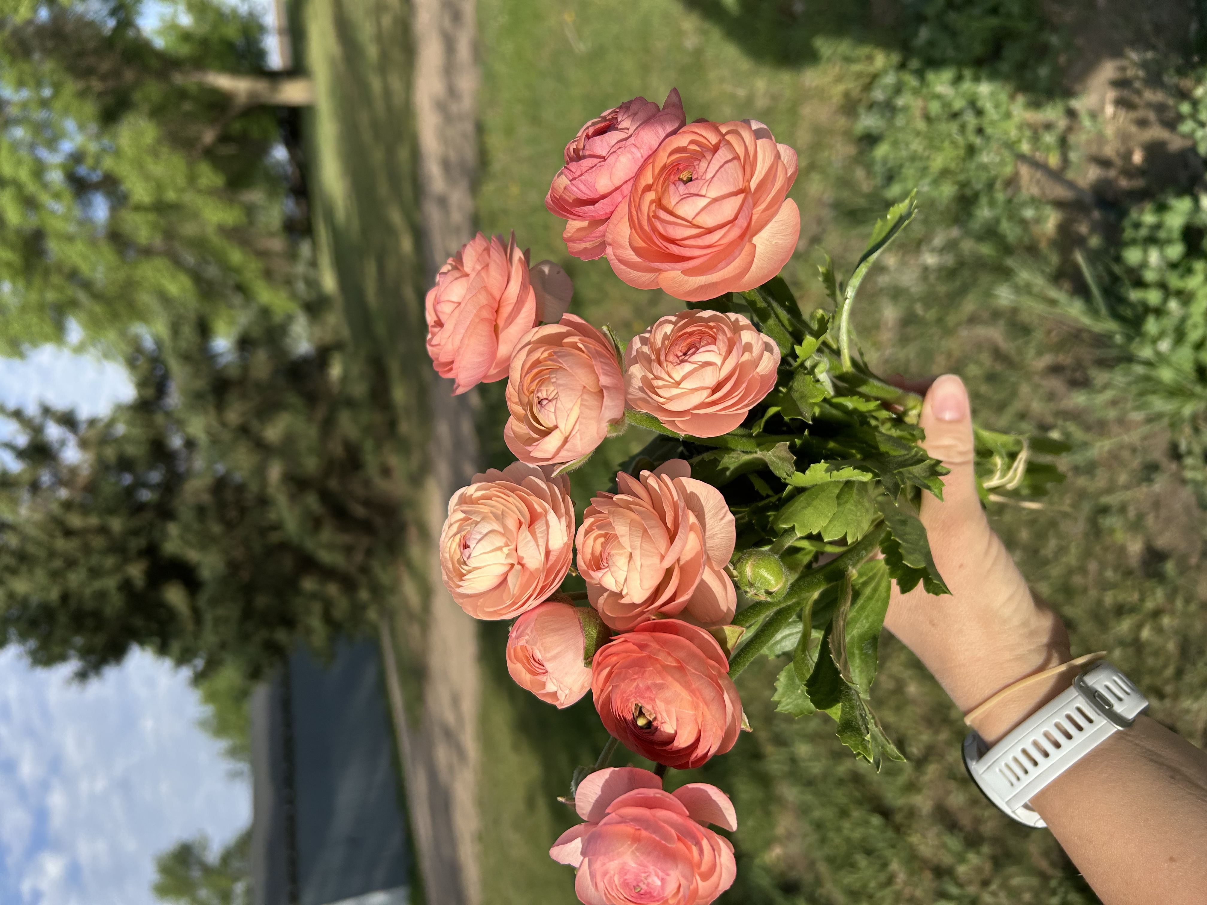 Ranunculus