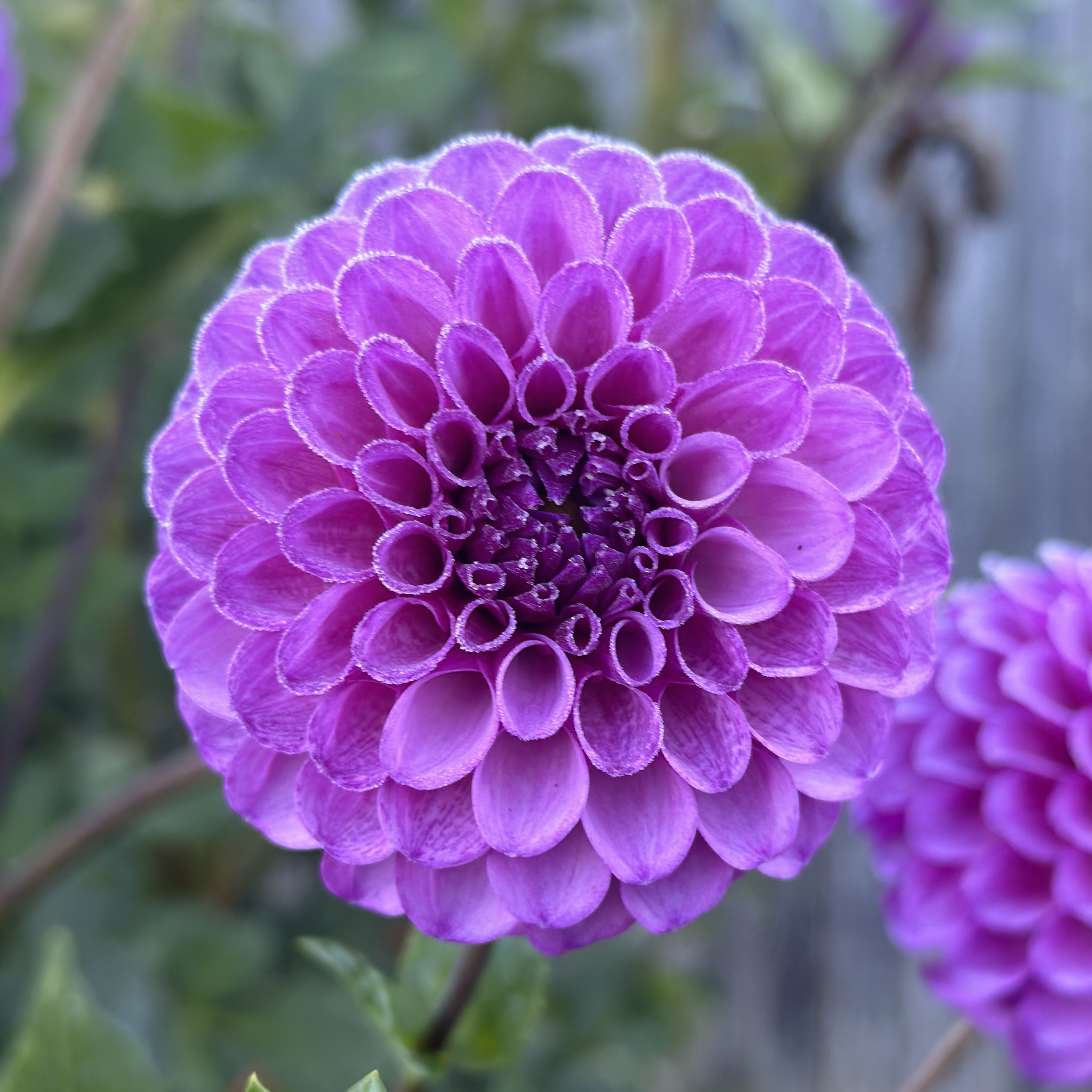 Dahlia