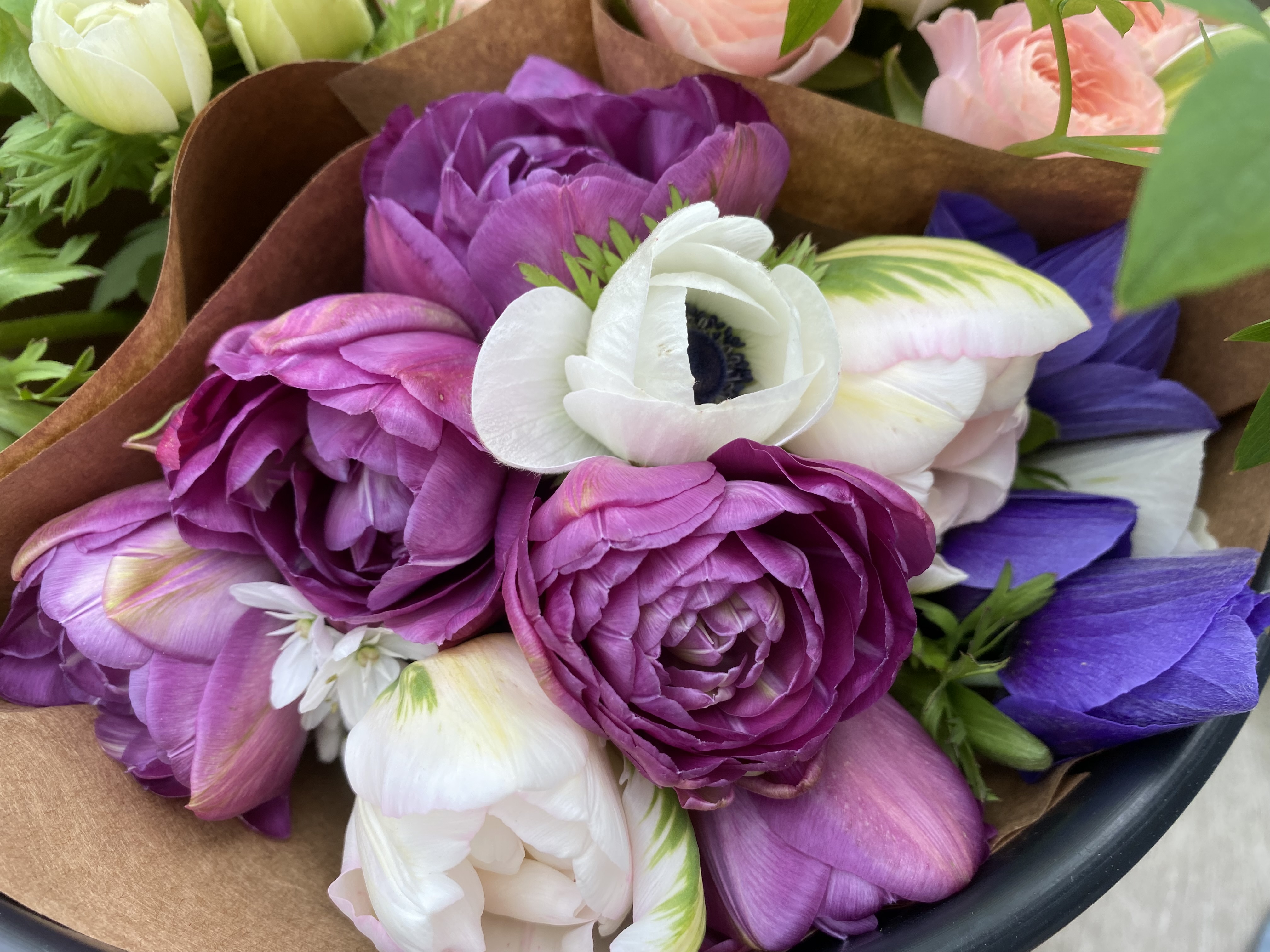 Tulip (Double)