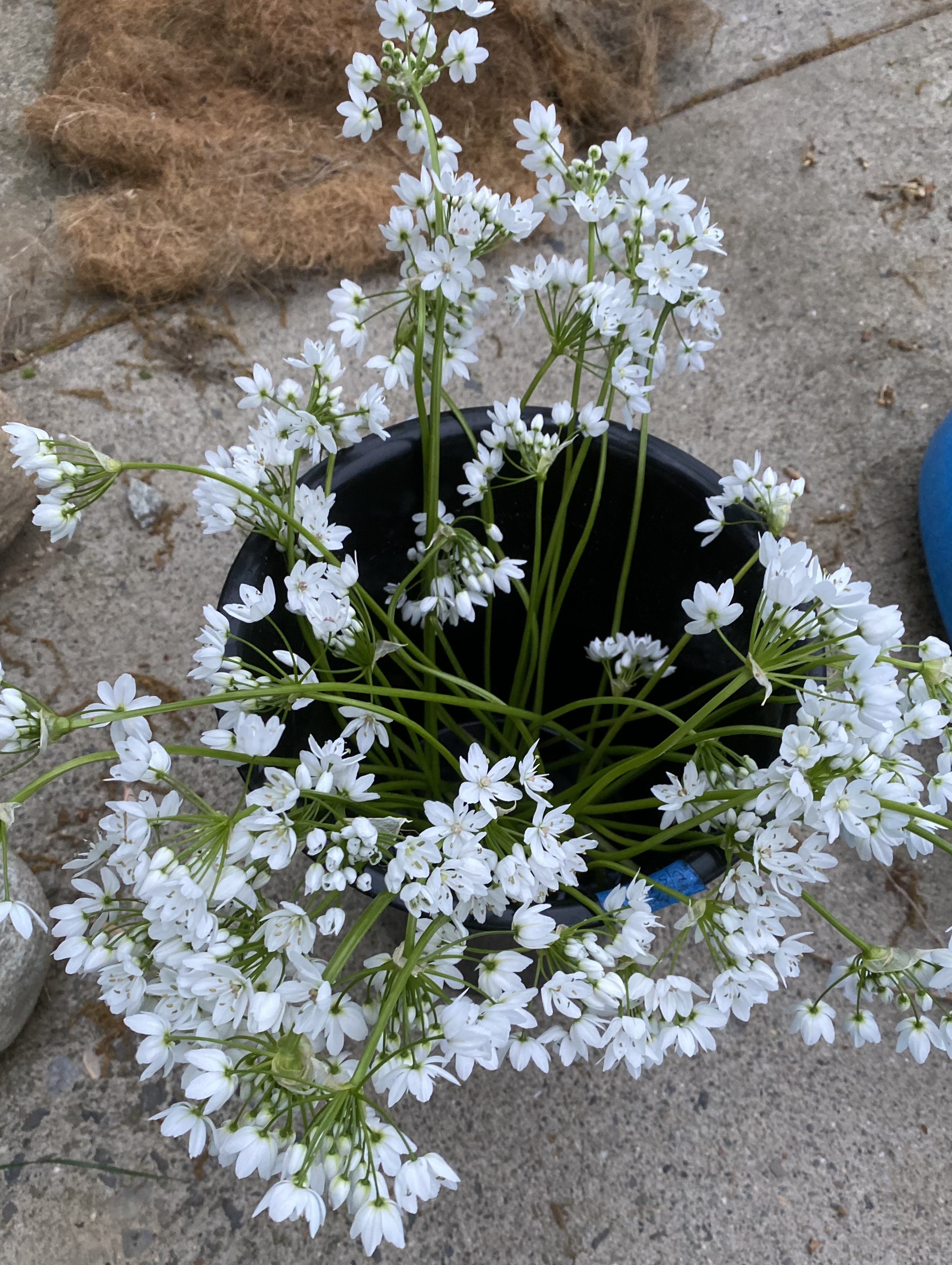 Allium