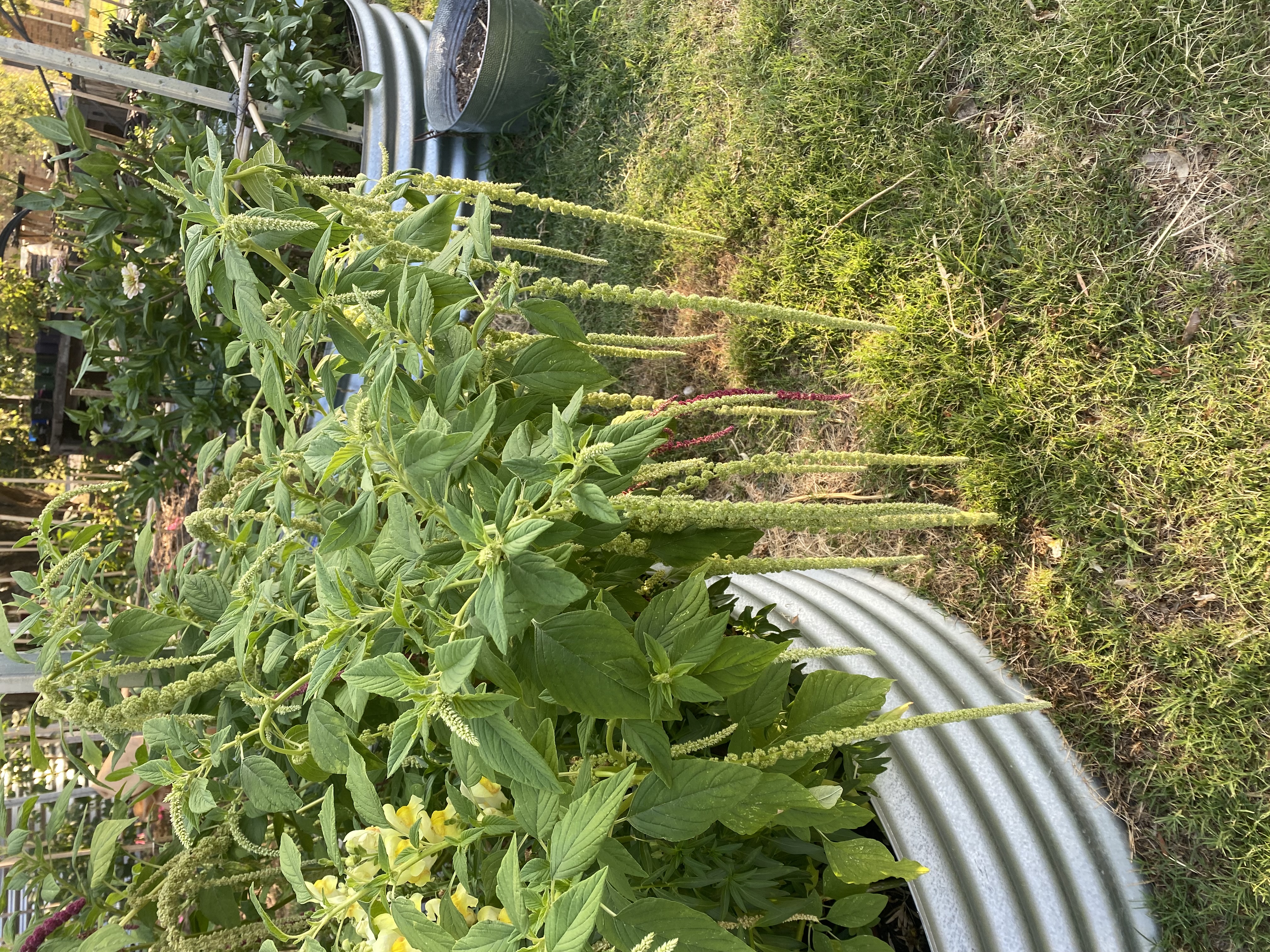 Green amaranthus