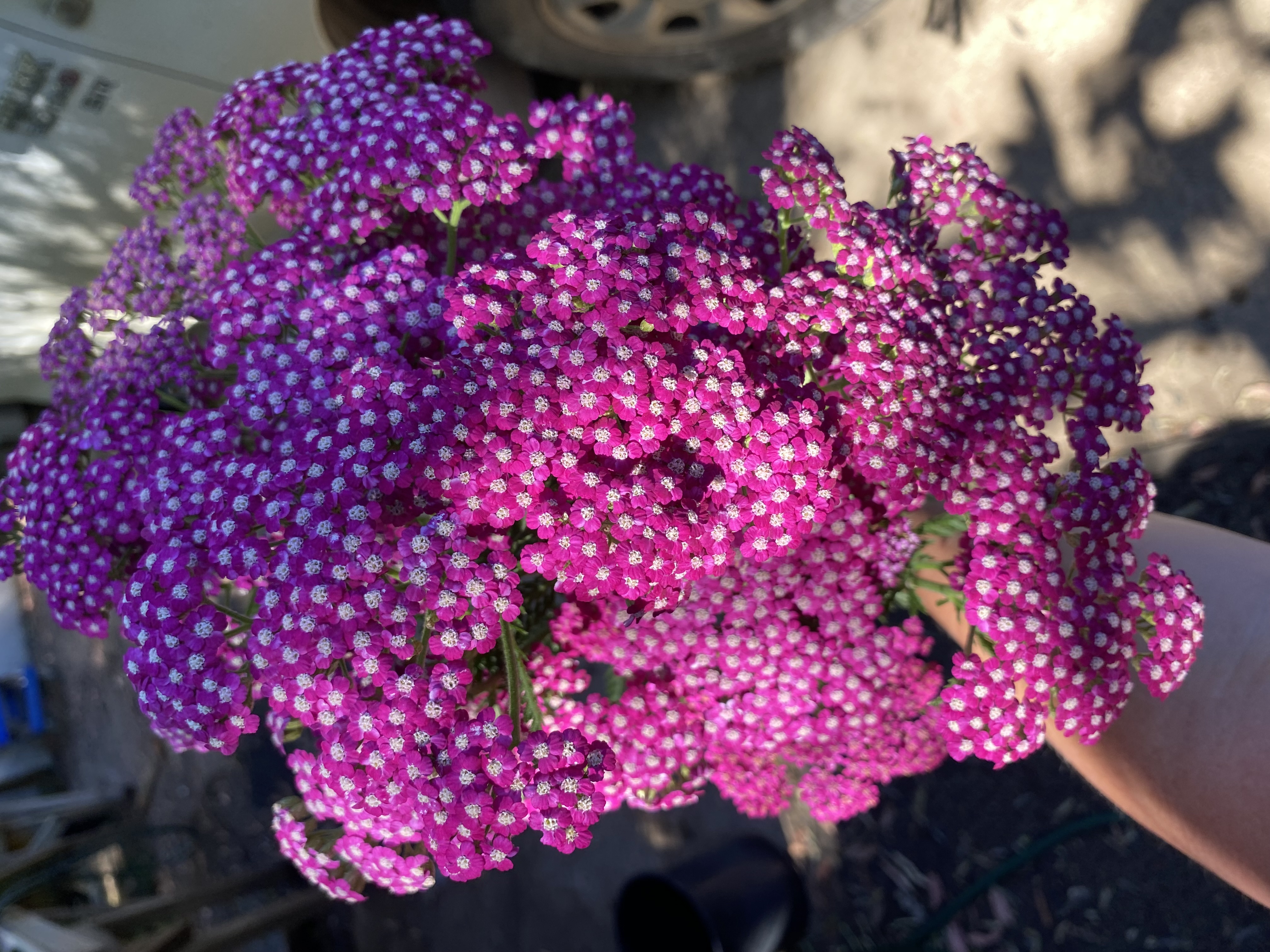Feverfew