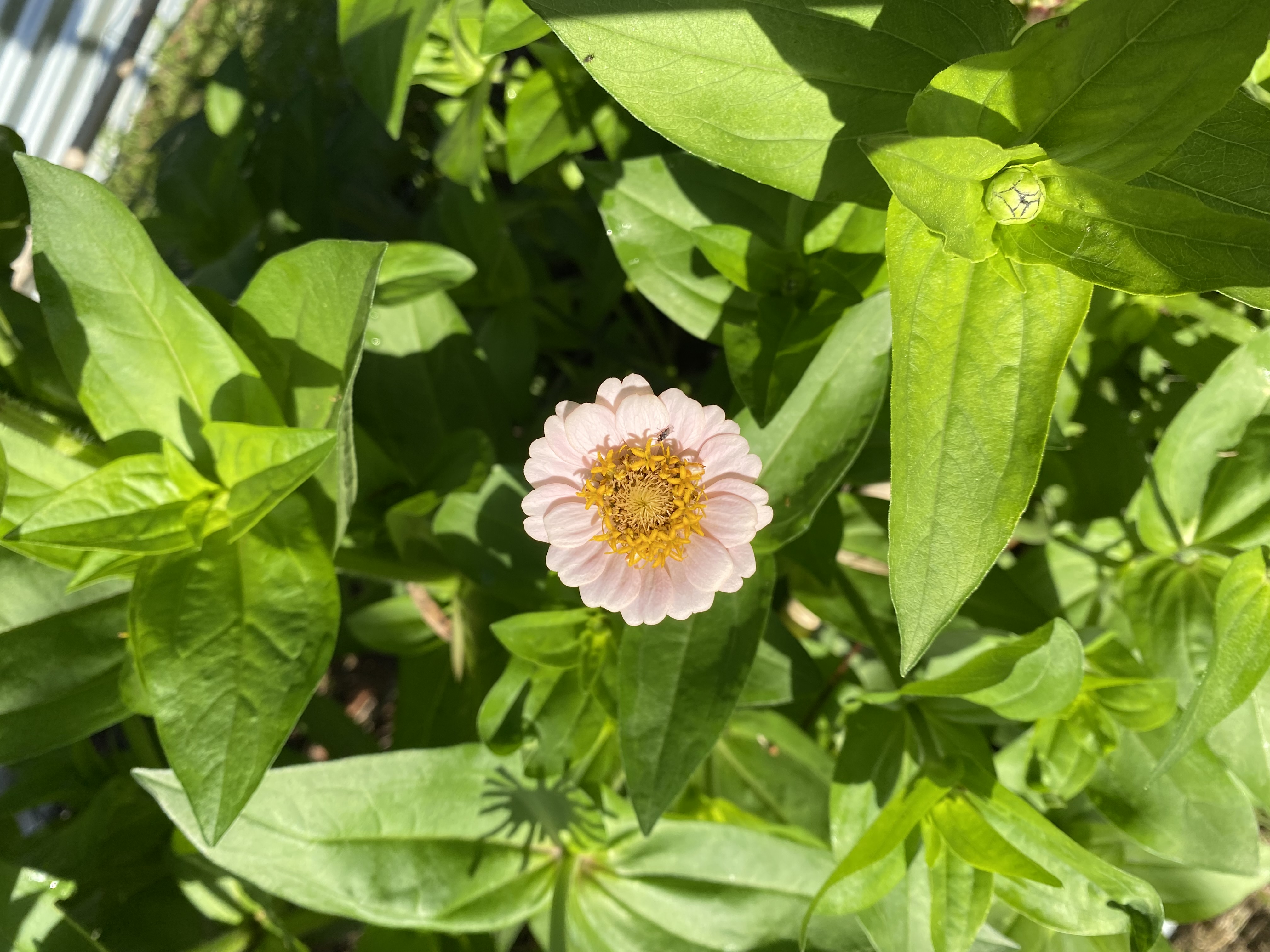 Zinnia Flower girl