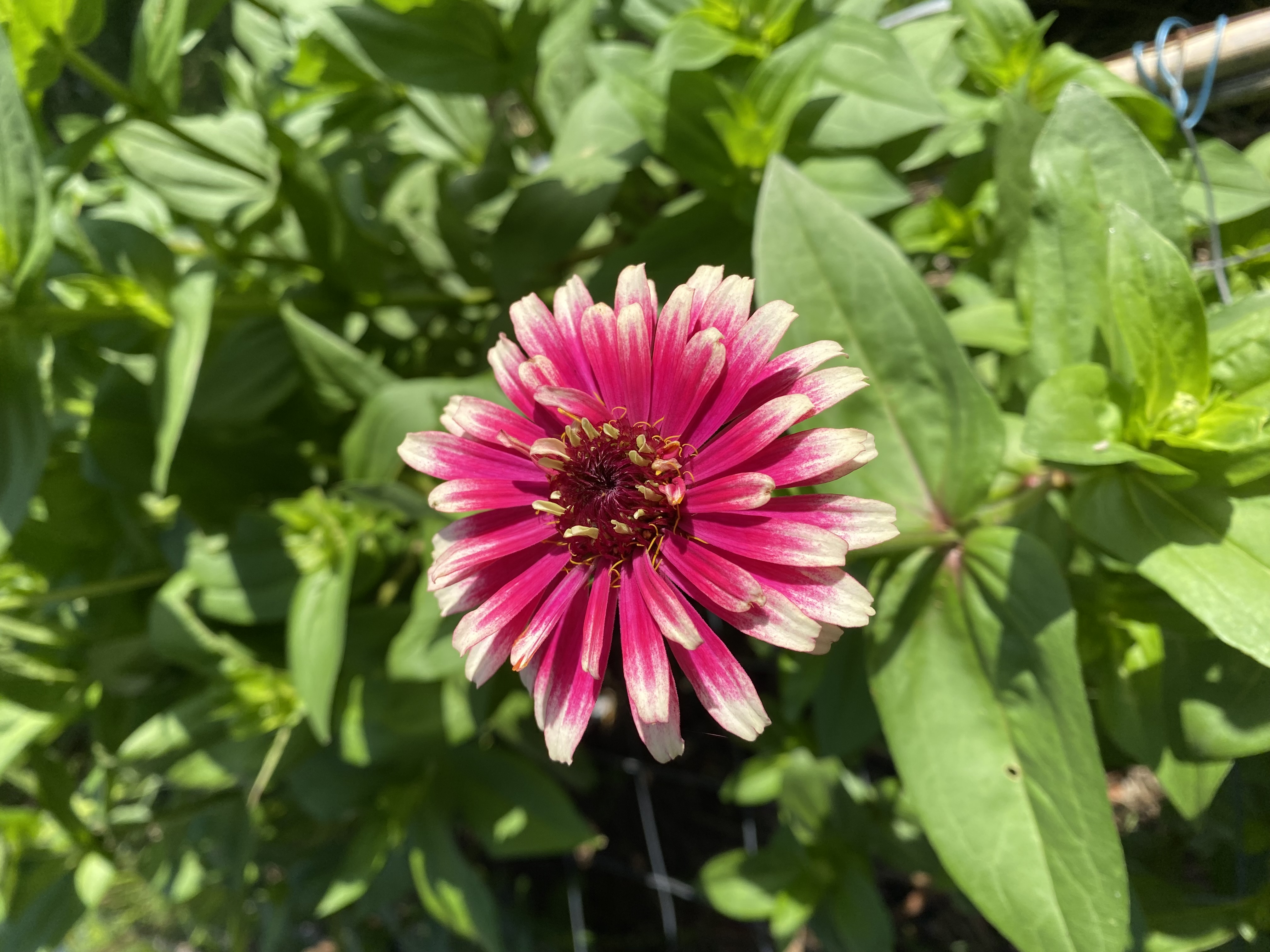 Zinnia 
