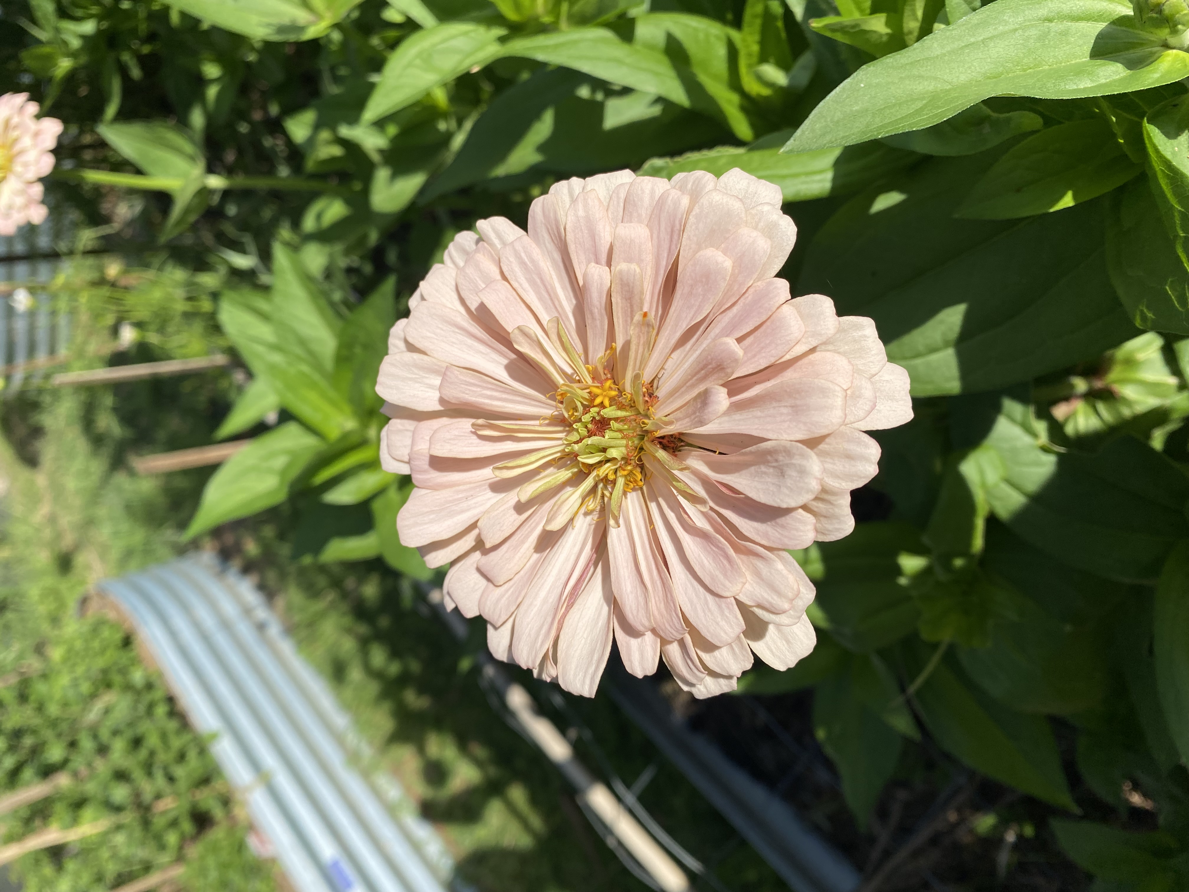 Zinnia - Precious Metal