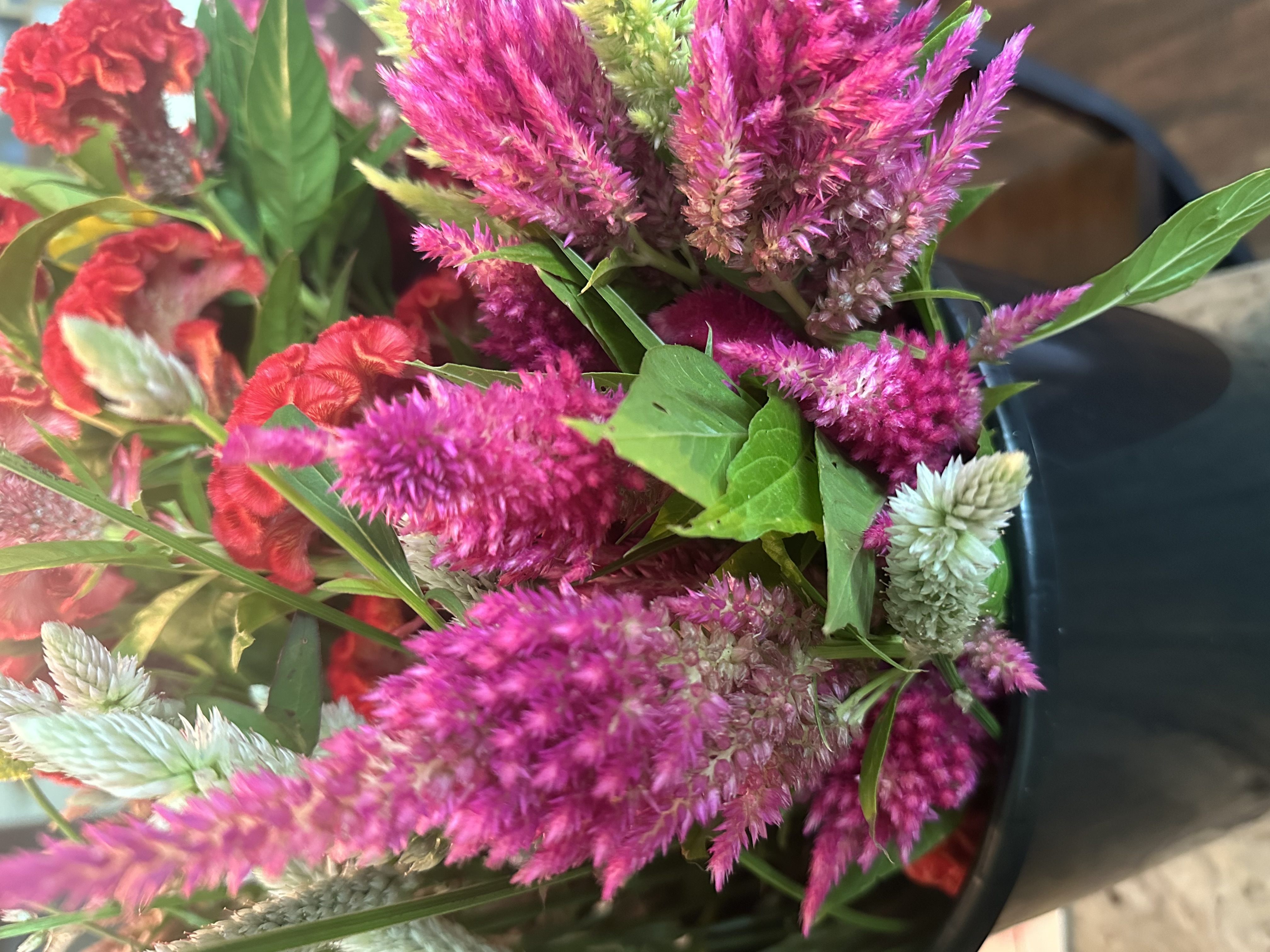Gomphrena - Globe Amaranth