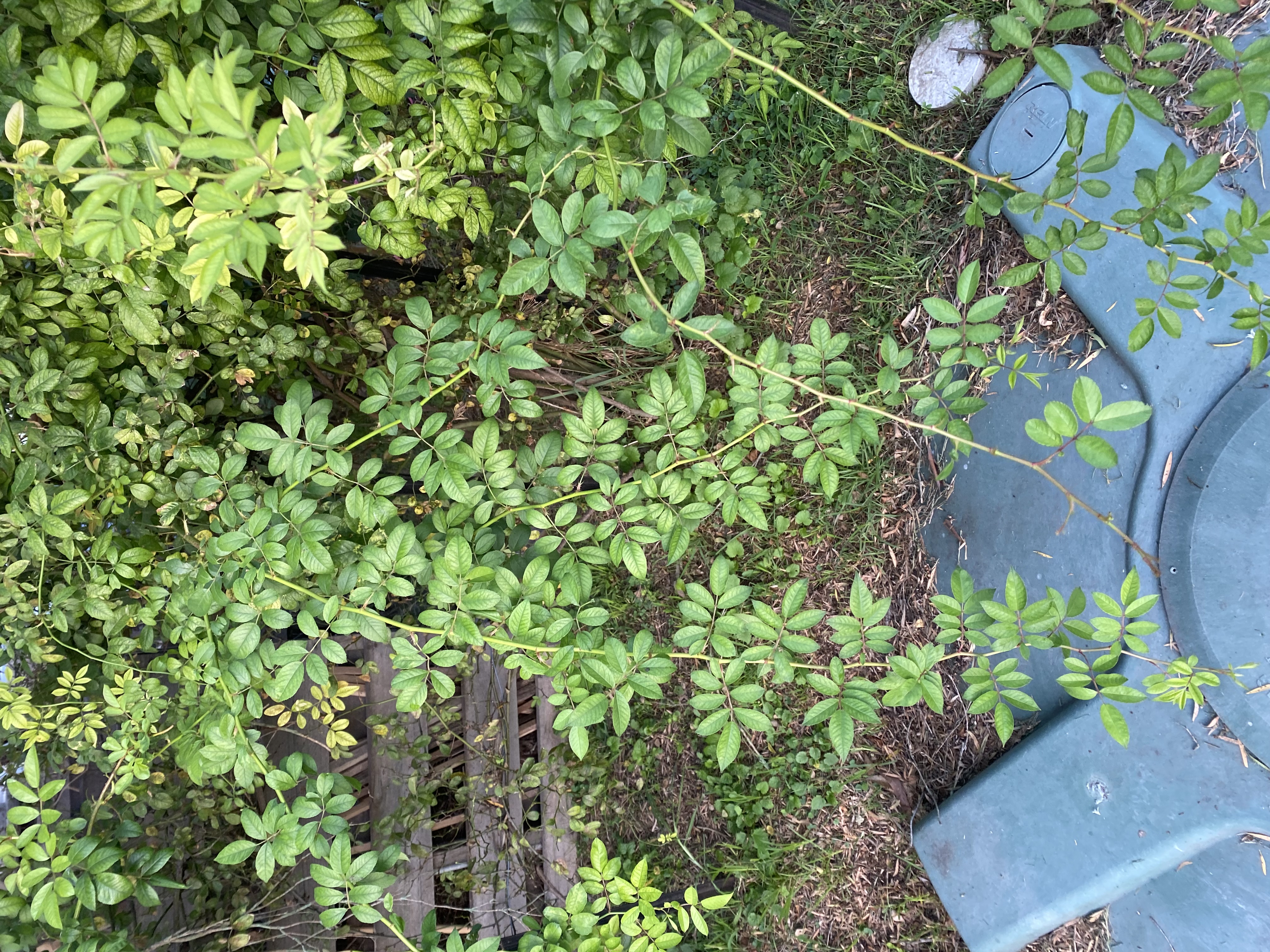 Rose foliage