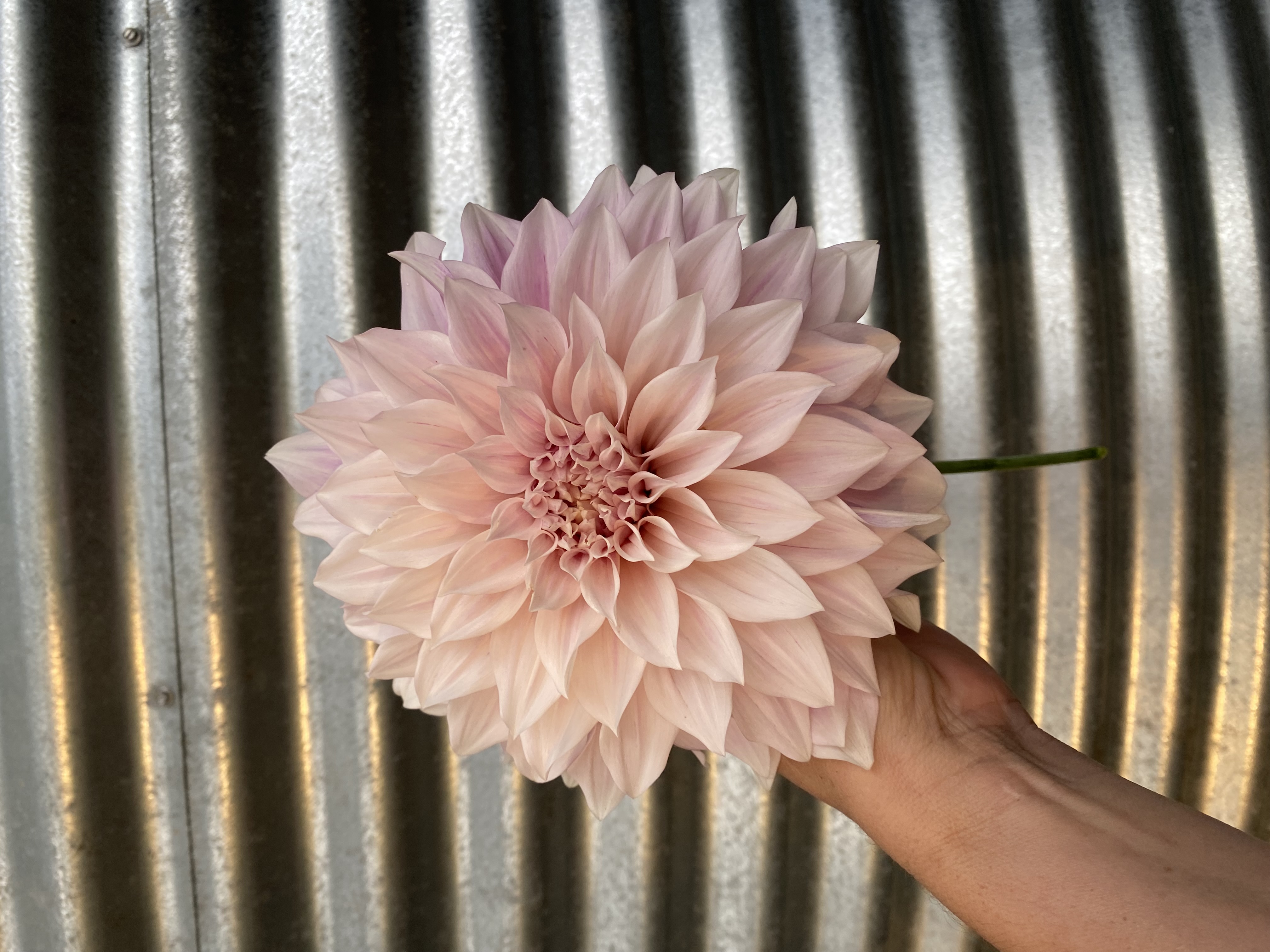 Dahlia