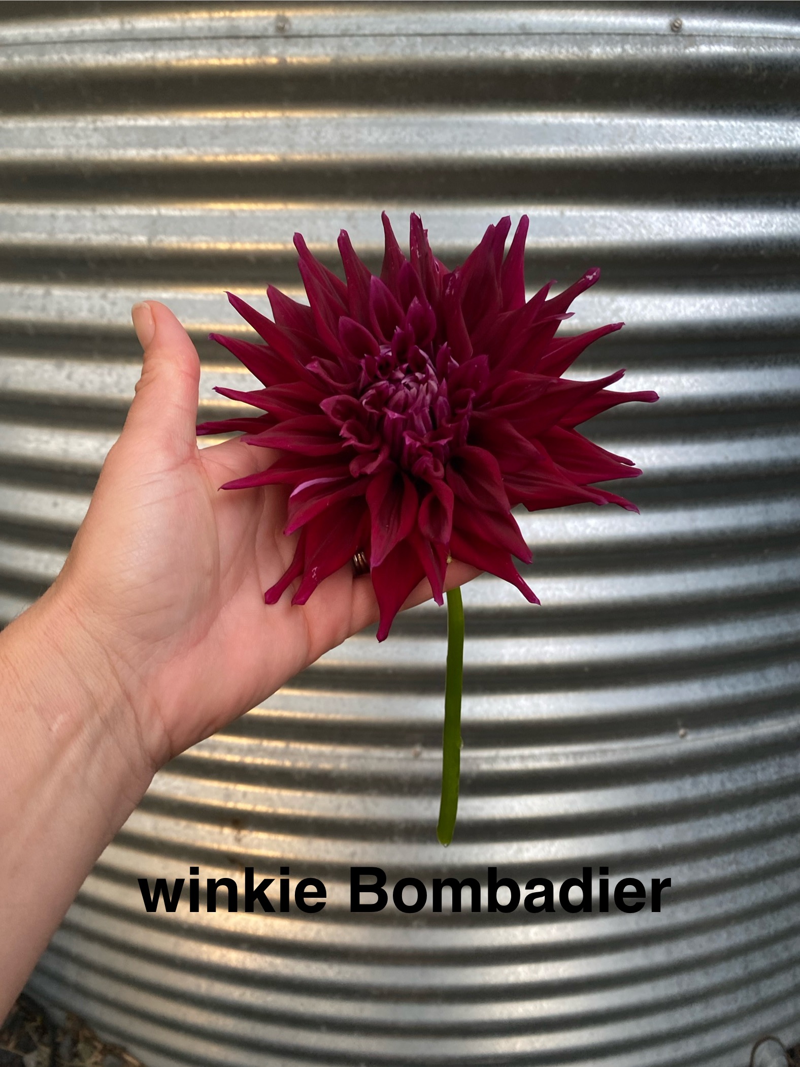 Dahlia