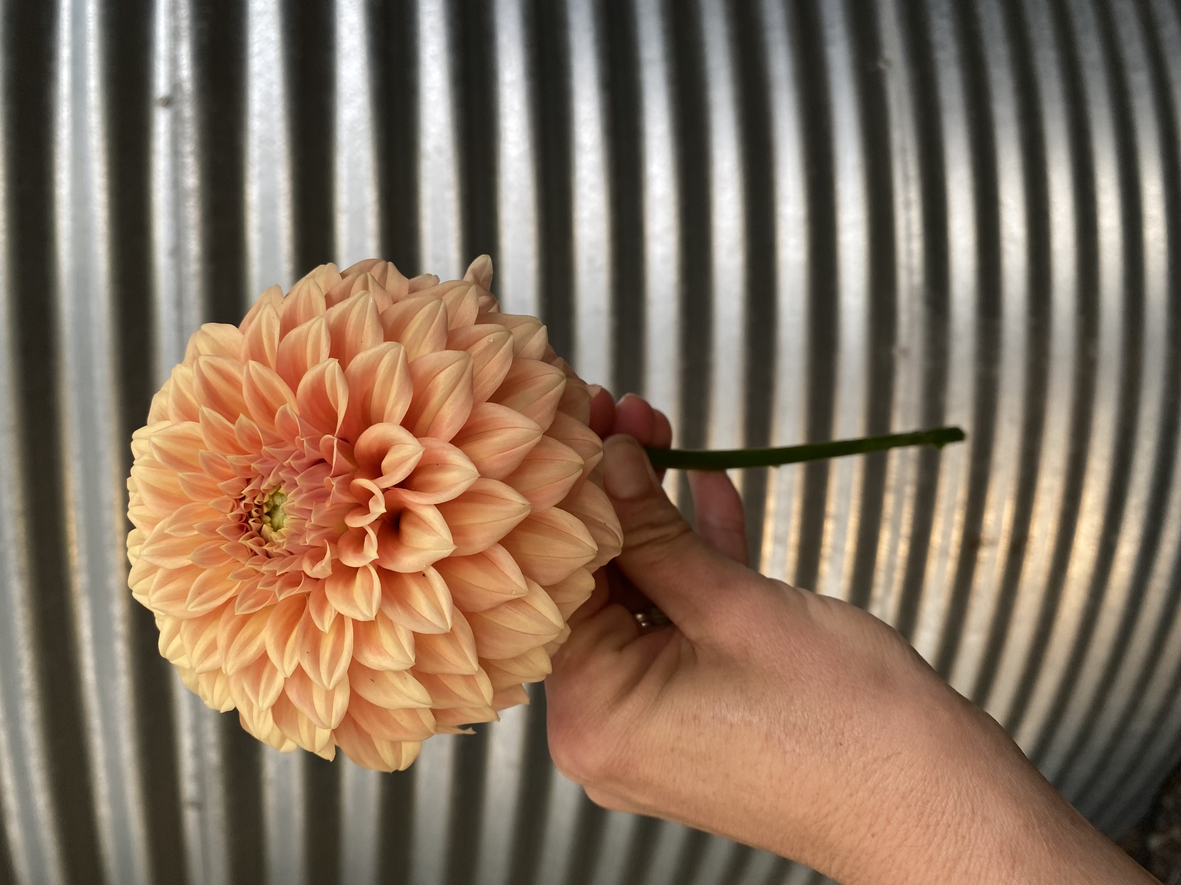 Dahlia