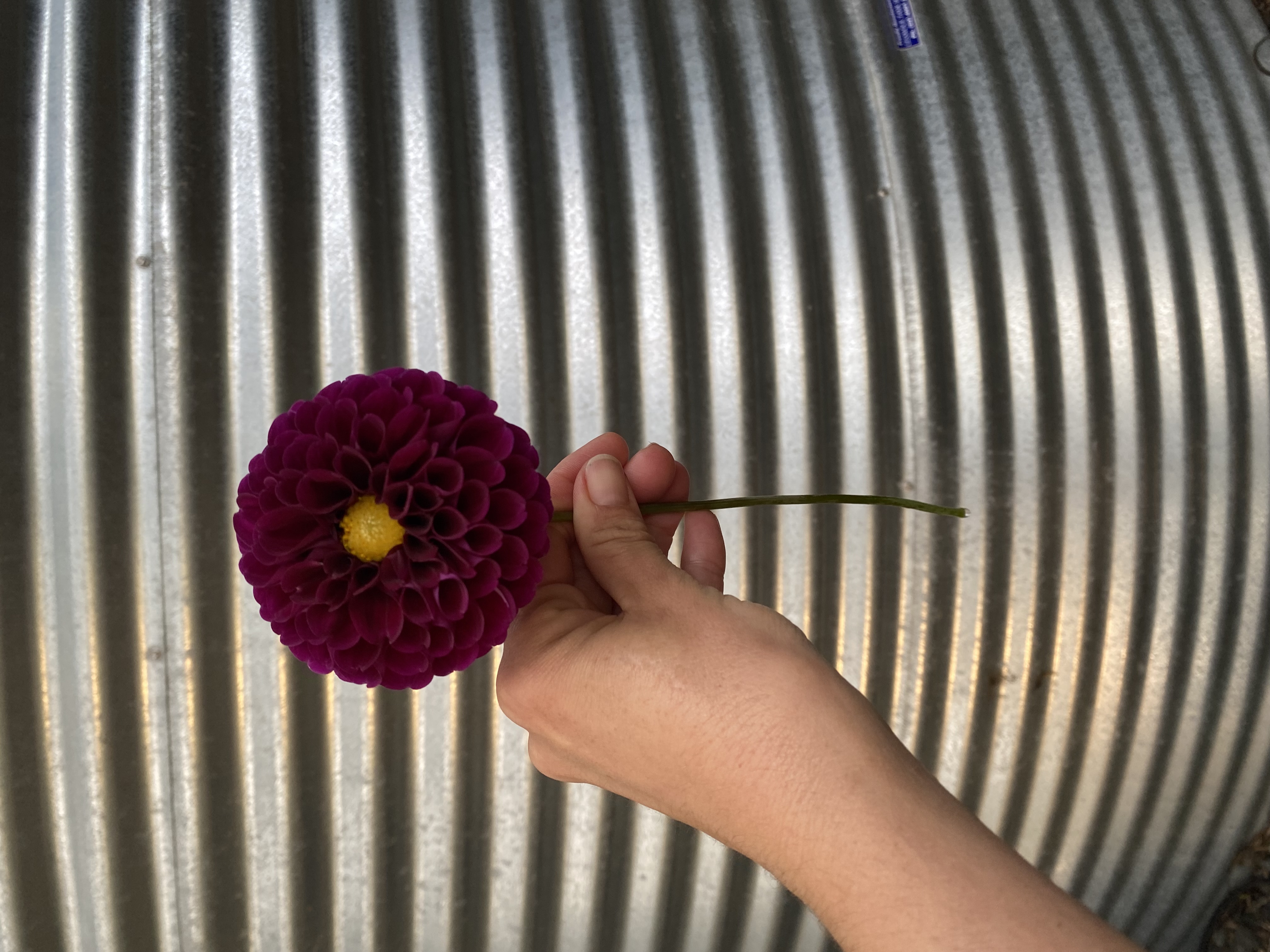 Dahlia