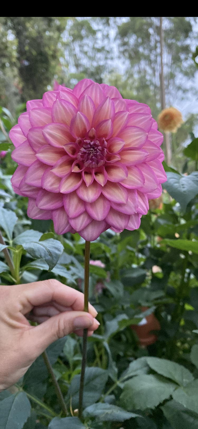Mixed pink dahlias