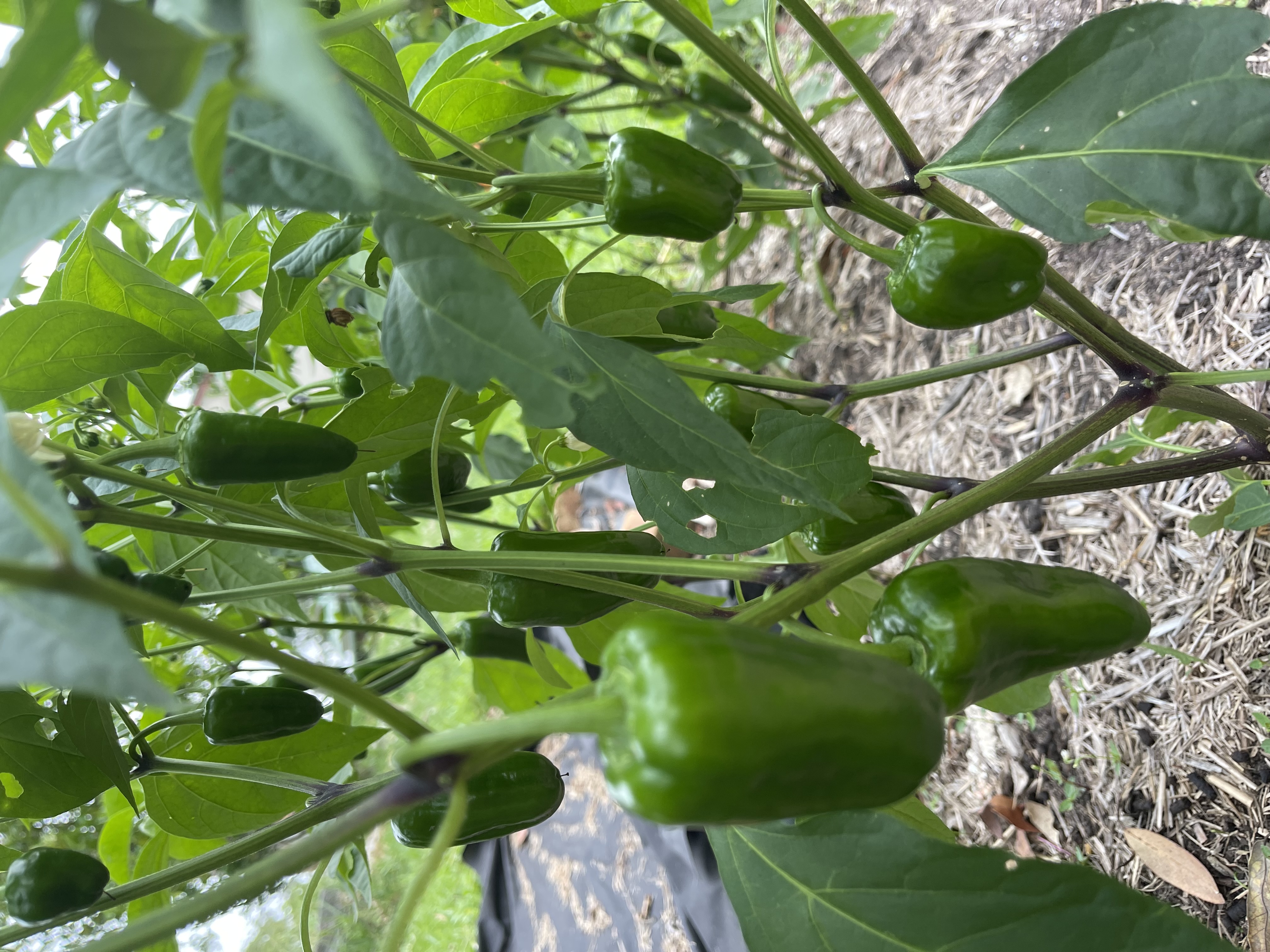 Chilli