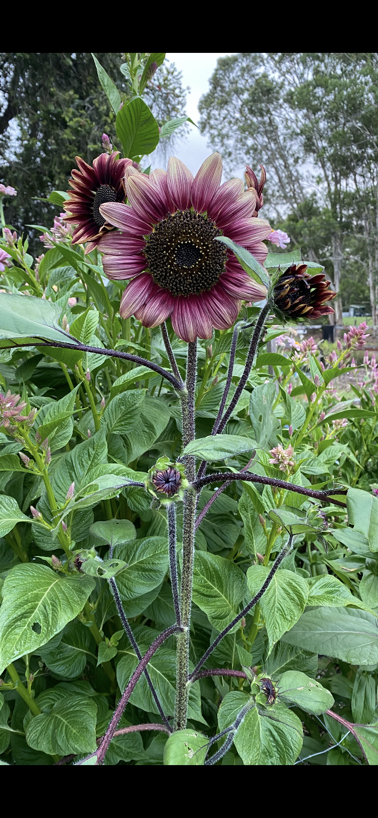 Pink sunflower