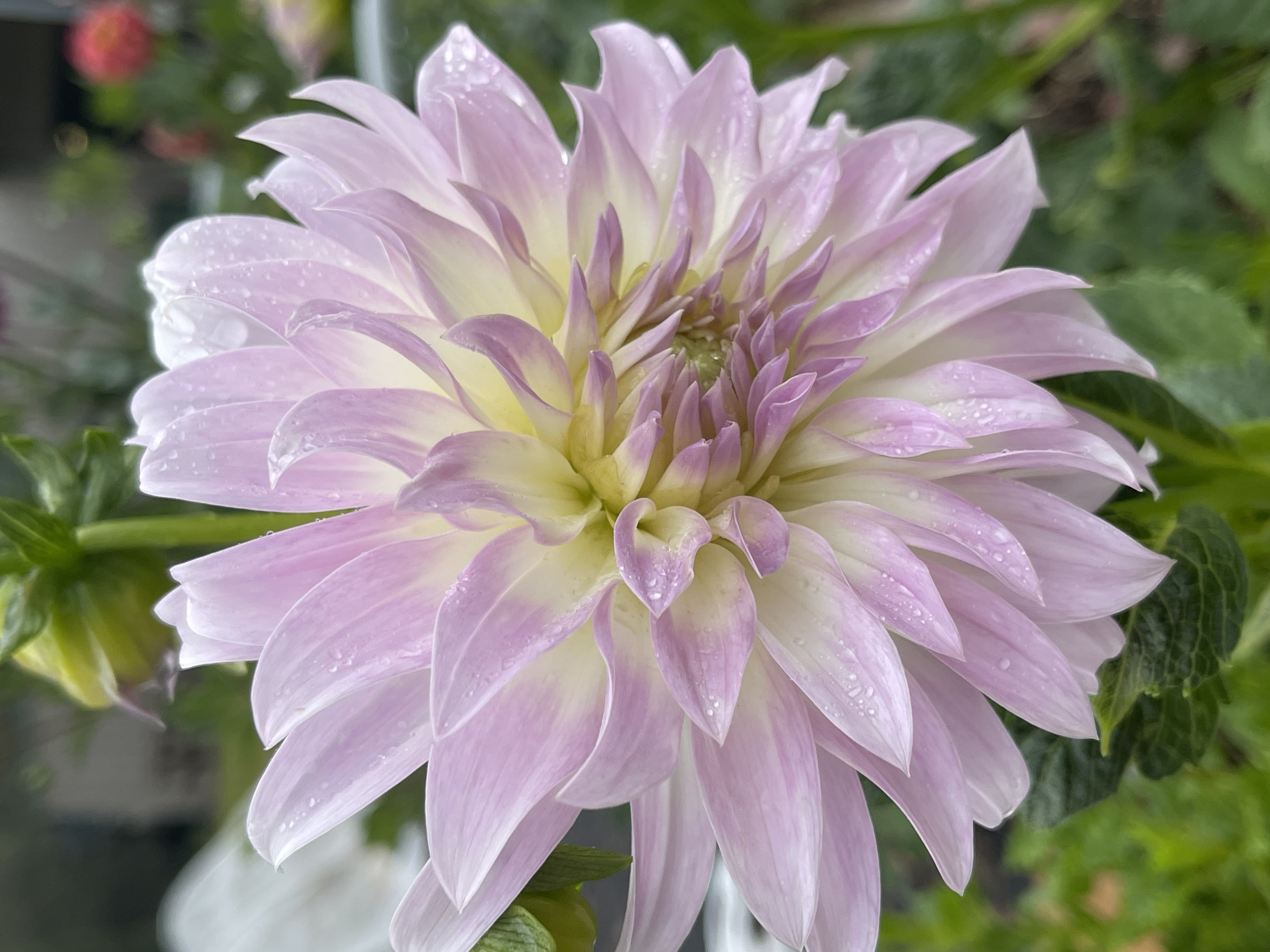 Dahlia 
