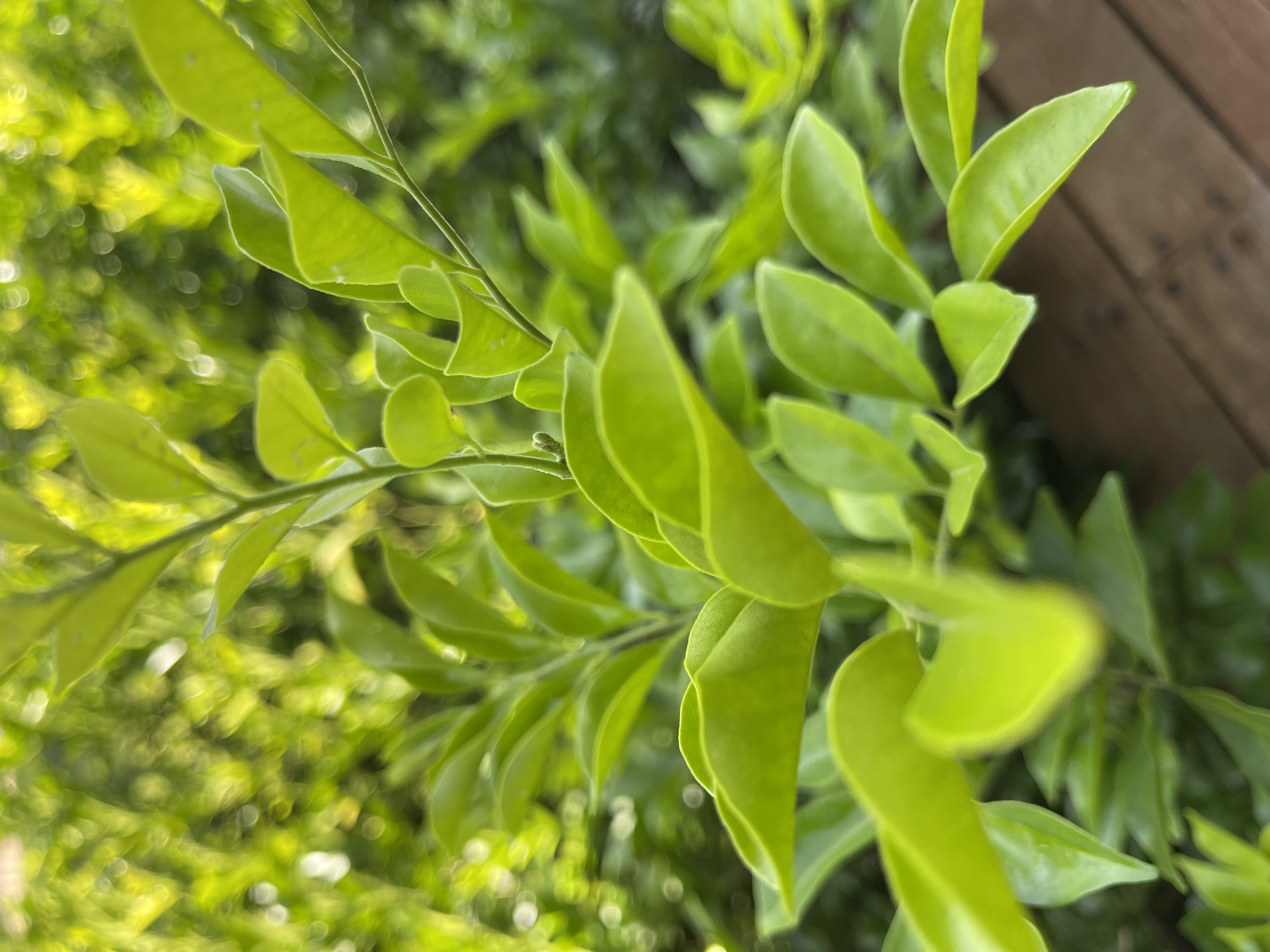 Murraya/Mock Orange