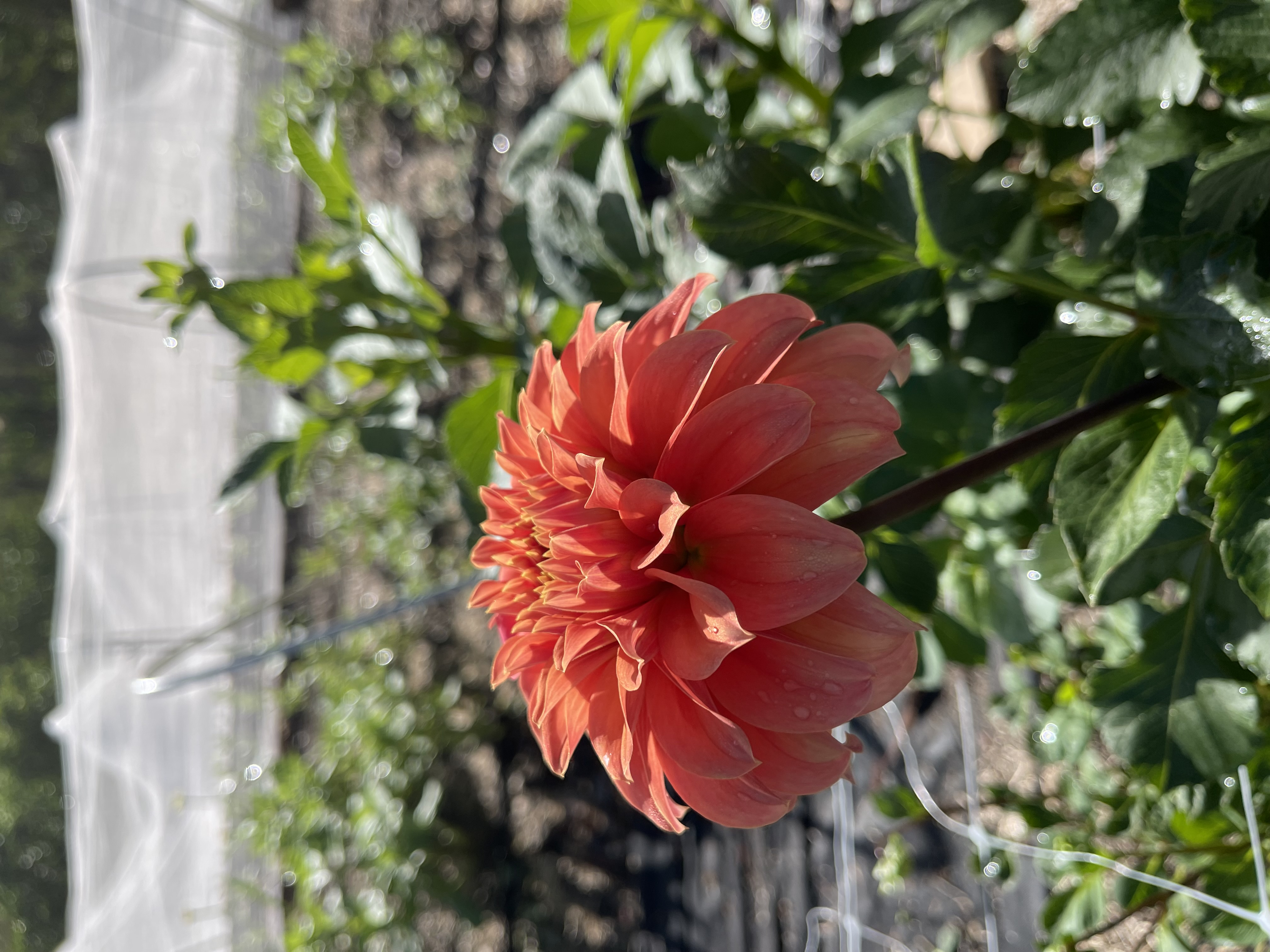 Dahlia