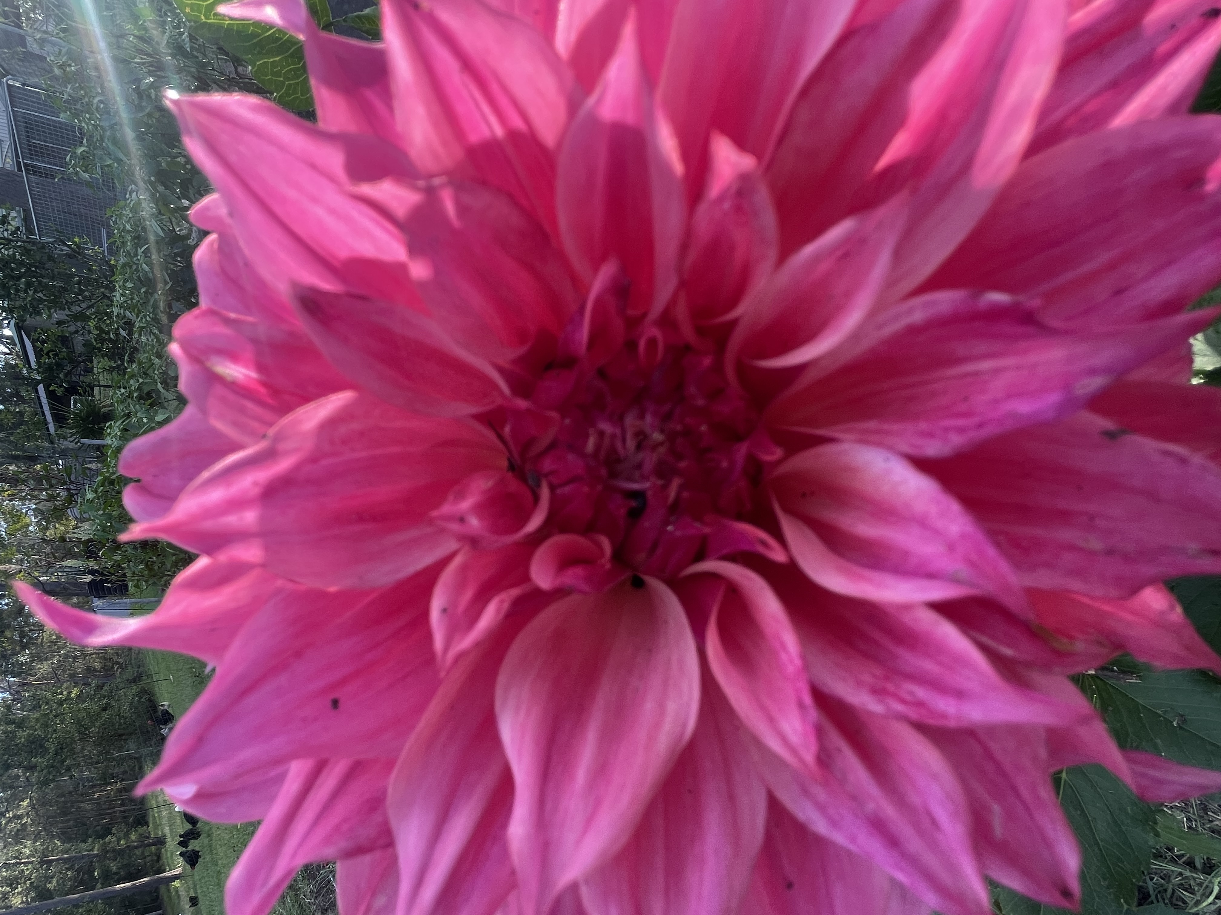 Dahlia